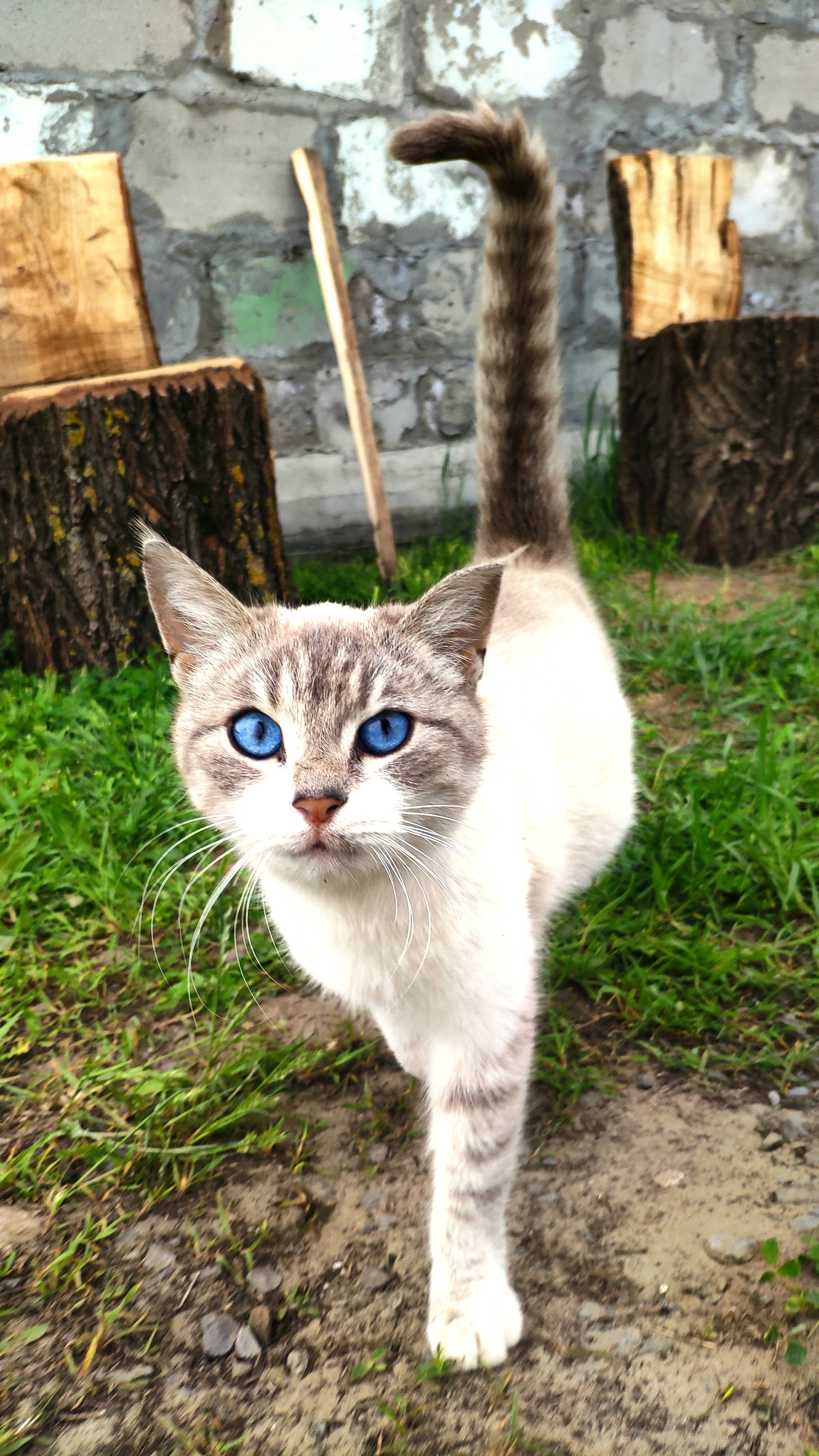 Blue Cat's Eyes - Blue Eyes, Cat family, Mobile photography, Video, Vertical video, Longpost, cat