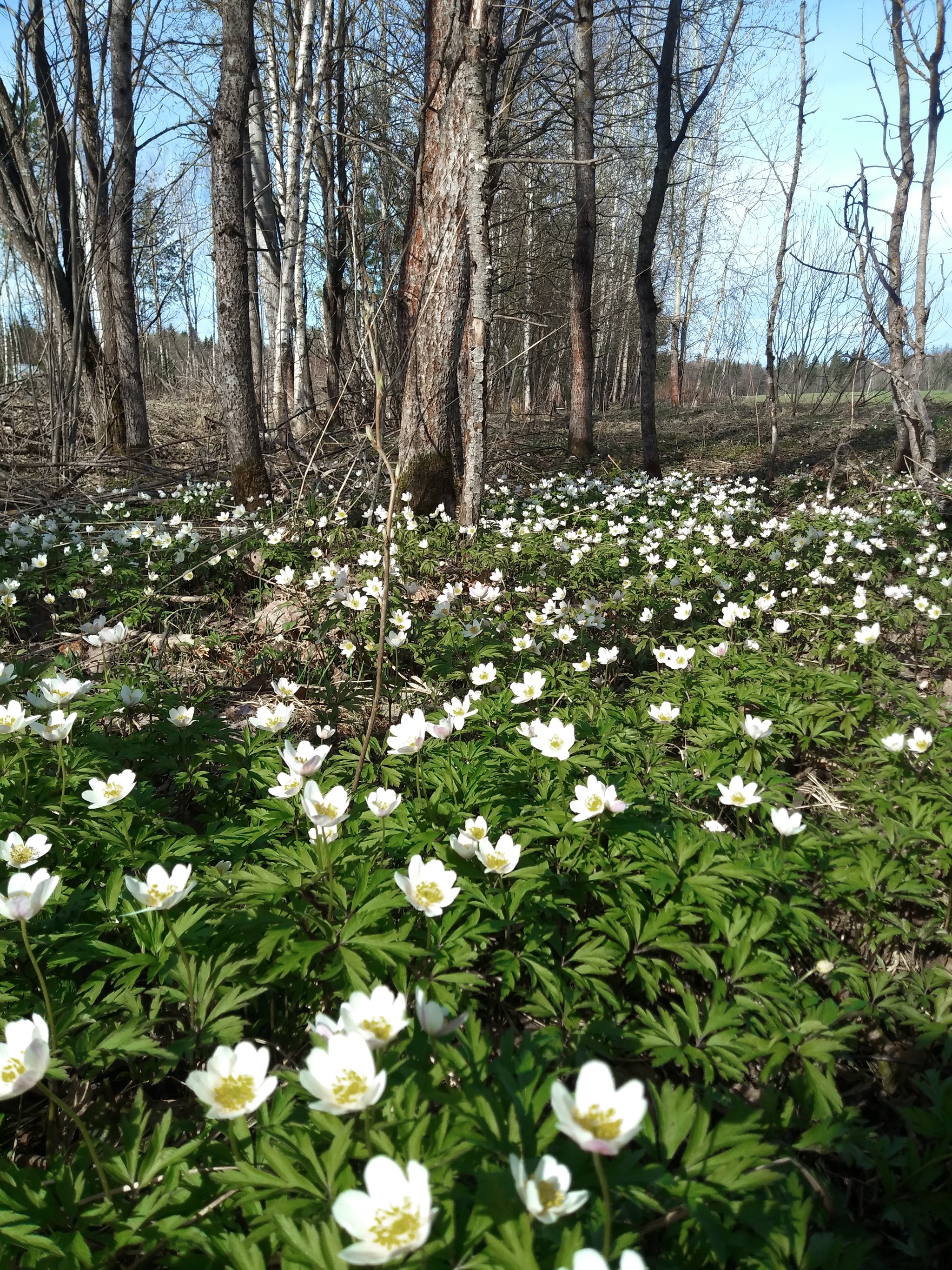 Spring in the Moscow region - My, Nature, Spring, Puppies, Flowers, Cuban, Eggs, Mobile photography, Longpost