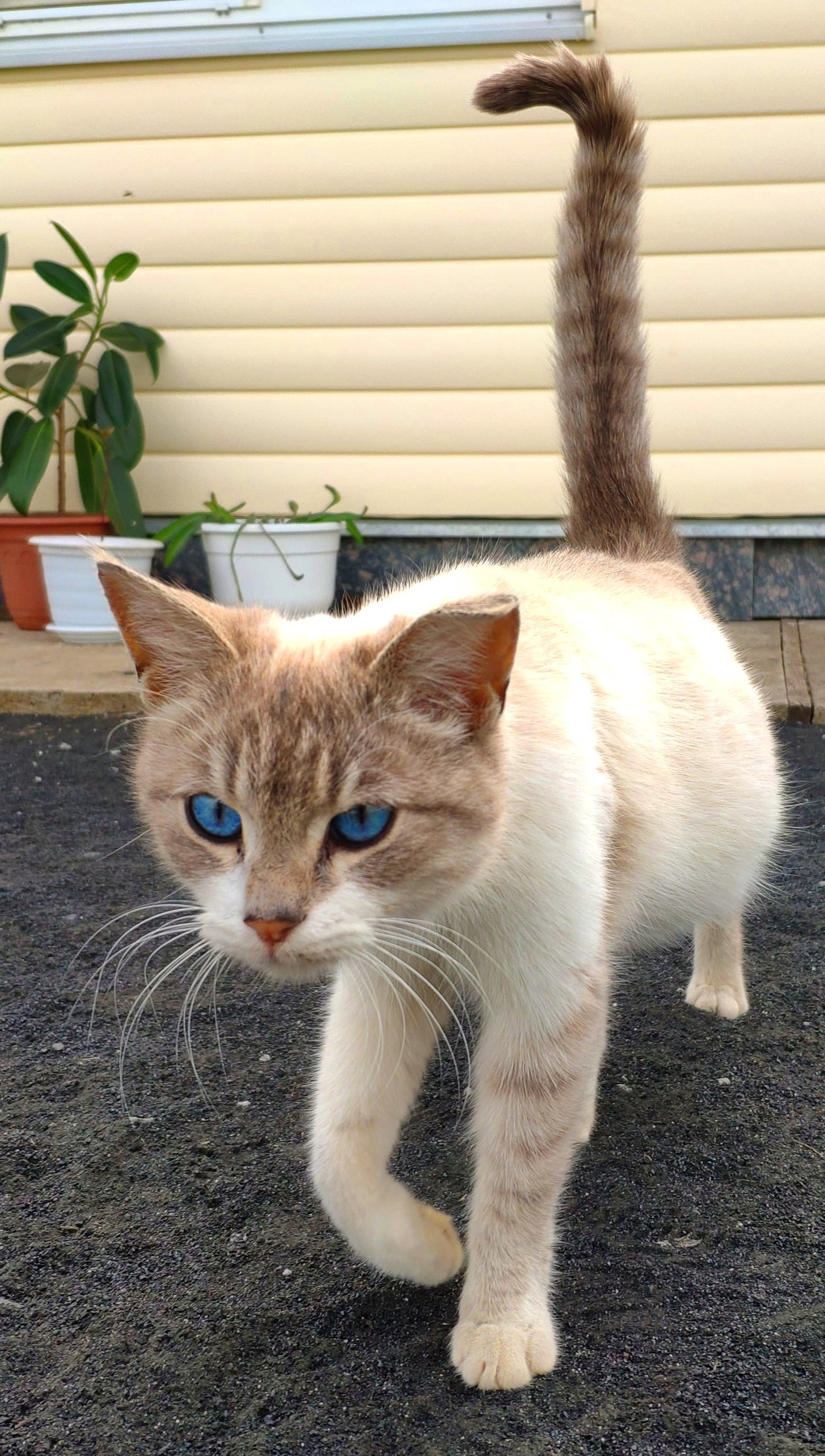 Blue Cat's Eyes - Blue Eyes, Cat family, Mobile photography, Video, Vertical video, Longpost, cat