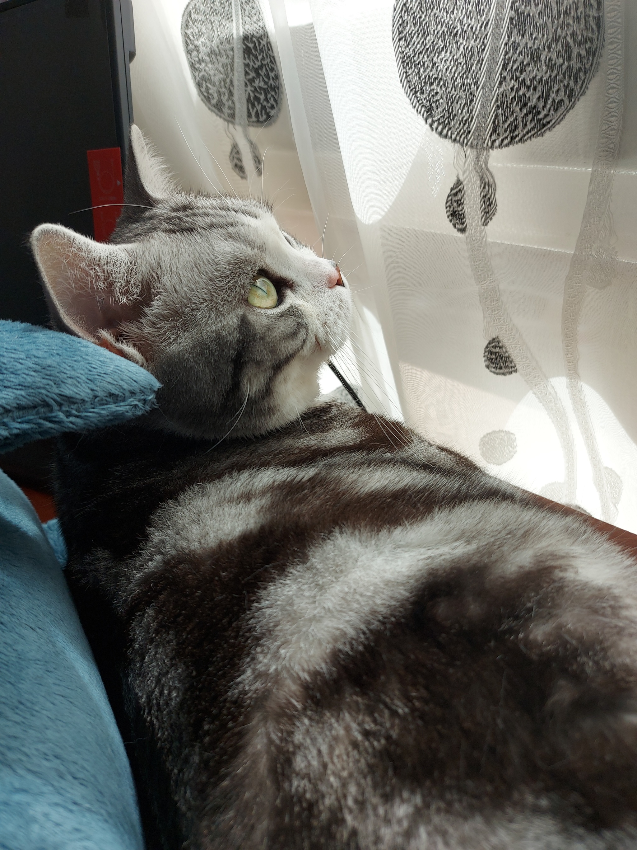 Sun in the Sun - My, cat, Pets, Milota, Longpost