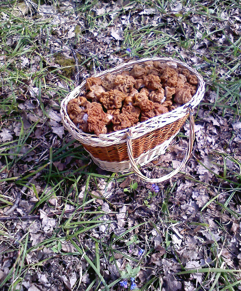 Opened the next mushroom season - My, Mushrooms, Lines, Spring, Forest, Walk in the woods, Good mood, Longpost