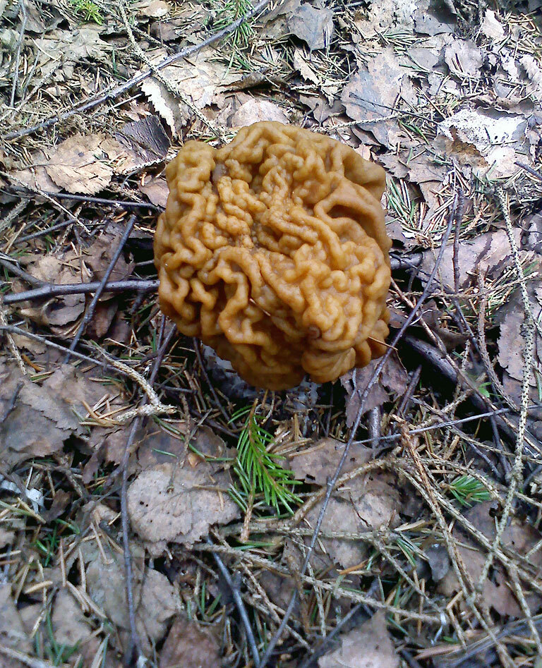 Opened the next mushroom season - My, Mushrooms, Lines, Spring, Forest, Walk in the woods, Good mood, Longpost