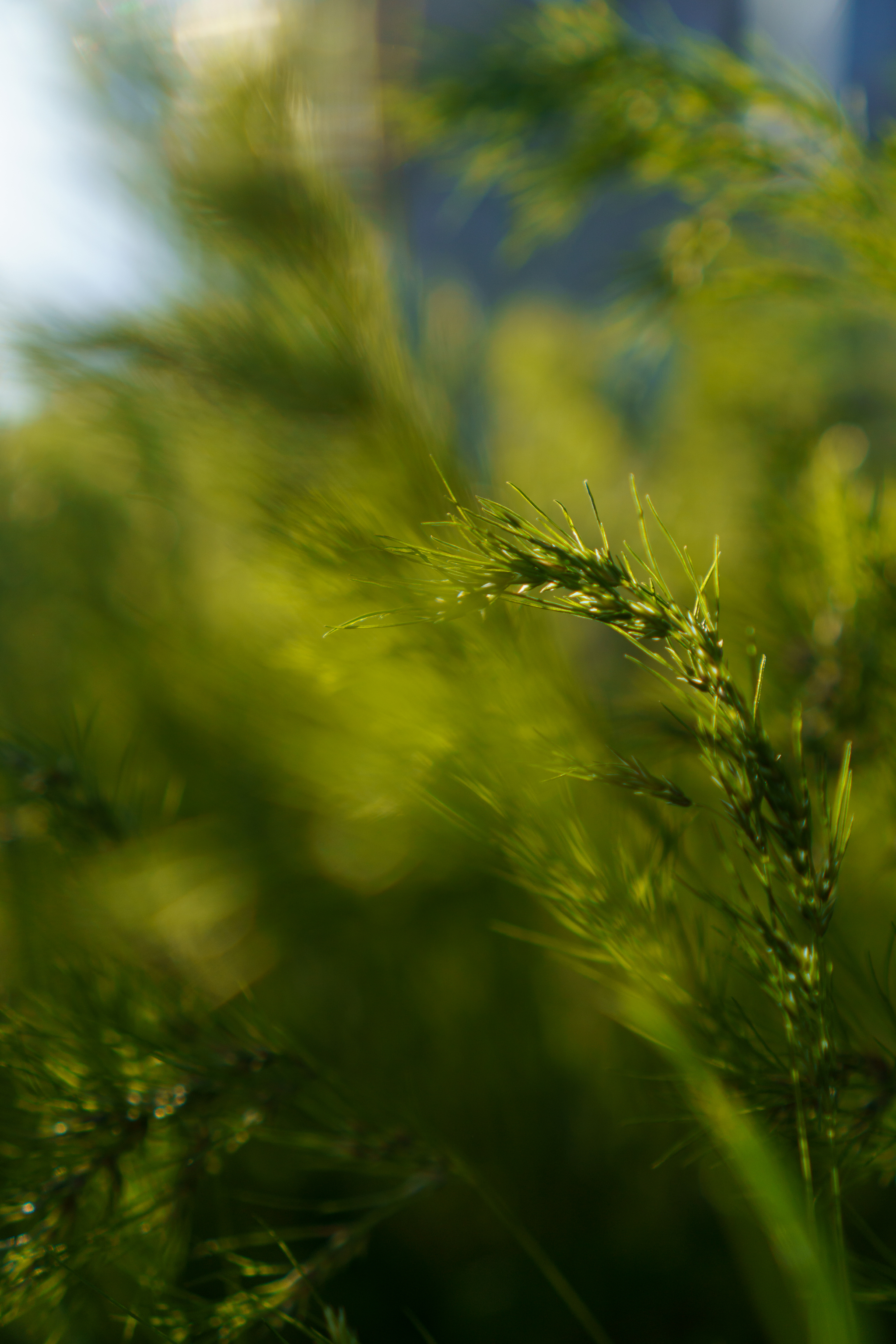 Light, color, mood. #6 - My, The photo, Light, Color, Mood, Spring, Spikelet, Longpost