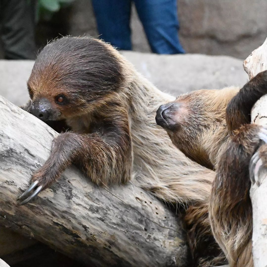 Hoffman's sloths (Choloepus hoffmanni) - Sloth, Wild animals, Zoo, The photo, Longpost