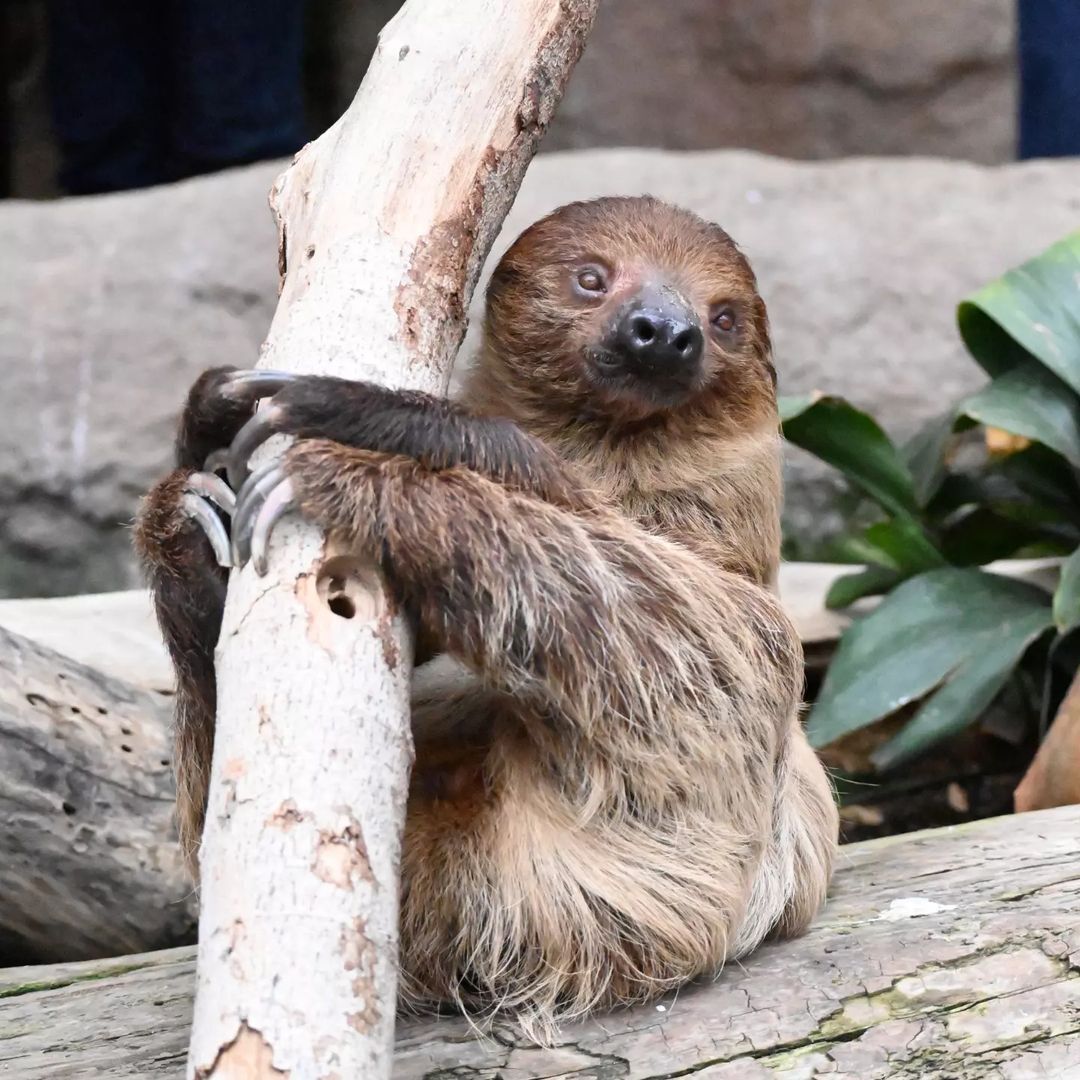 Hoffman's sloths (Choloepus hoffmanni) - Sloth, Wild animals, Zoo, The photo, Longpost