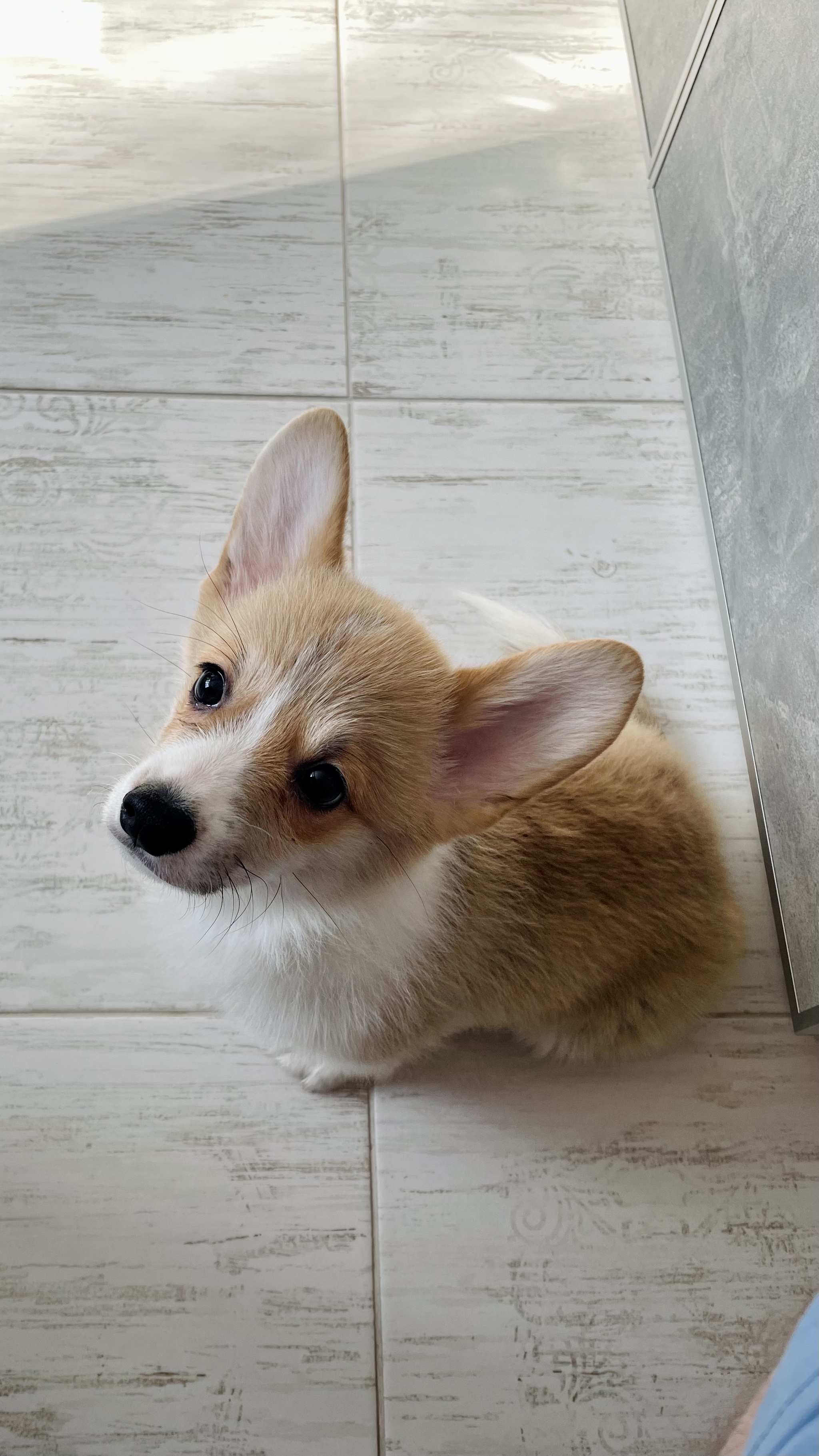 newbie - My, Dog, Corgi, Welsh corgi pembroke, Longpost