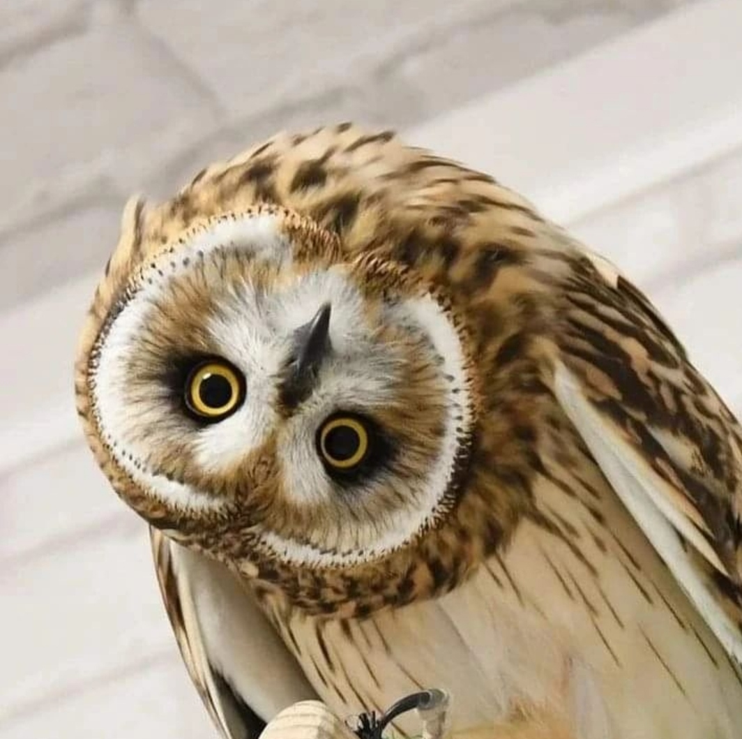 Owls can do this. And you don't. - Wild animals, The photo, Owl, Information, Longpost