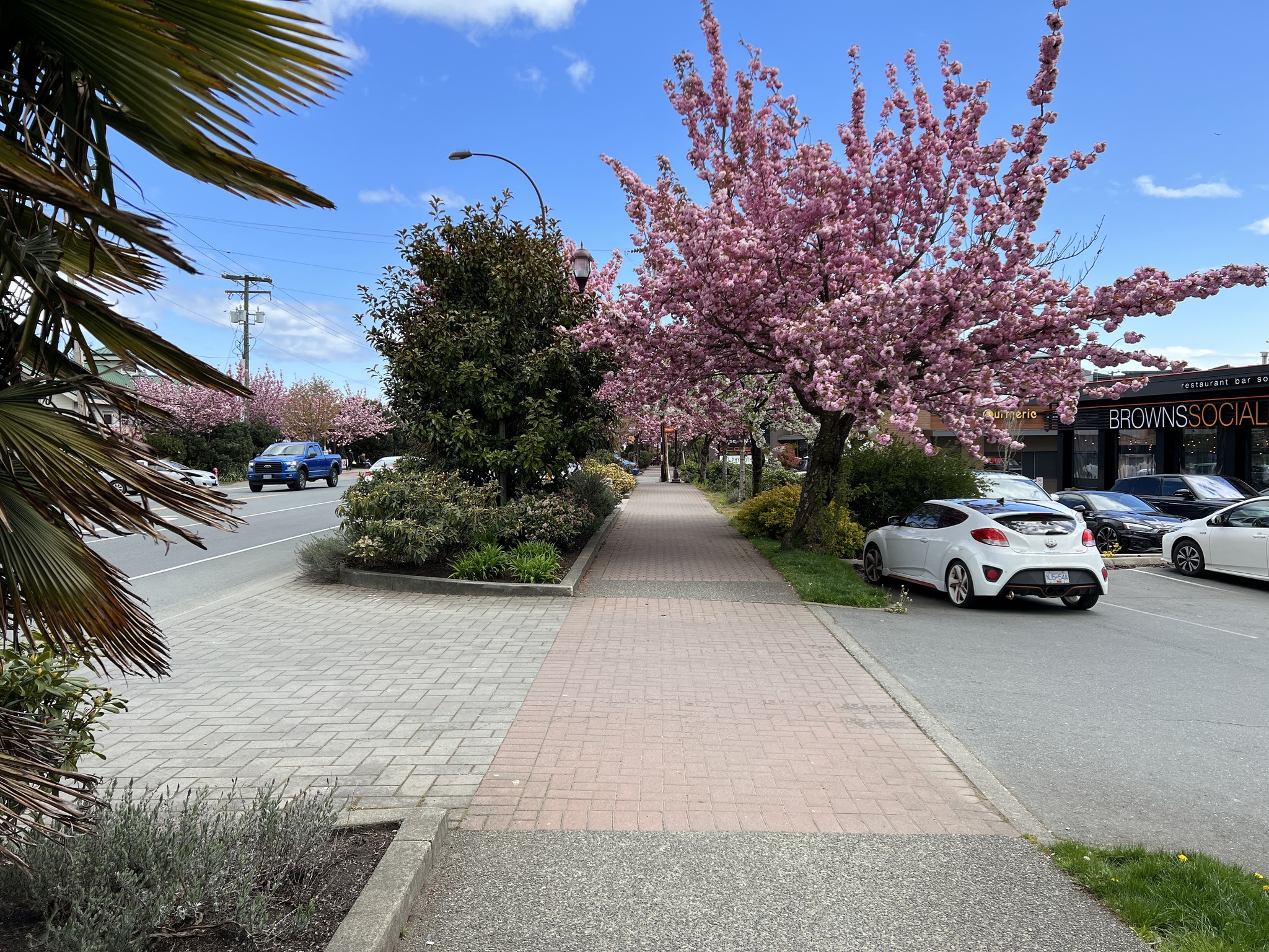 Canada - My, Town, Road, House, Car, Sidewalk, Tree, Bloom, Spring, beauty, Purity, A life, Canada, Longpost