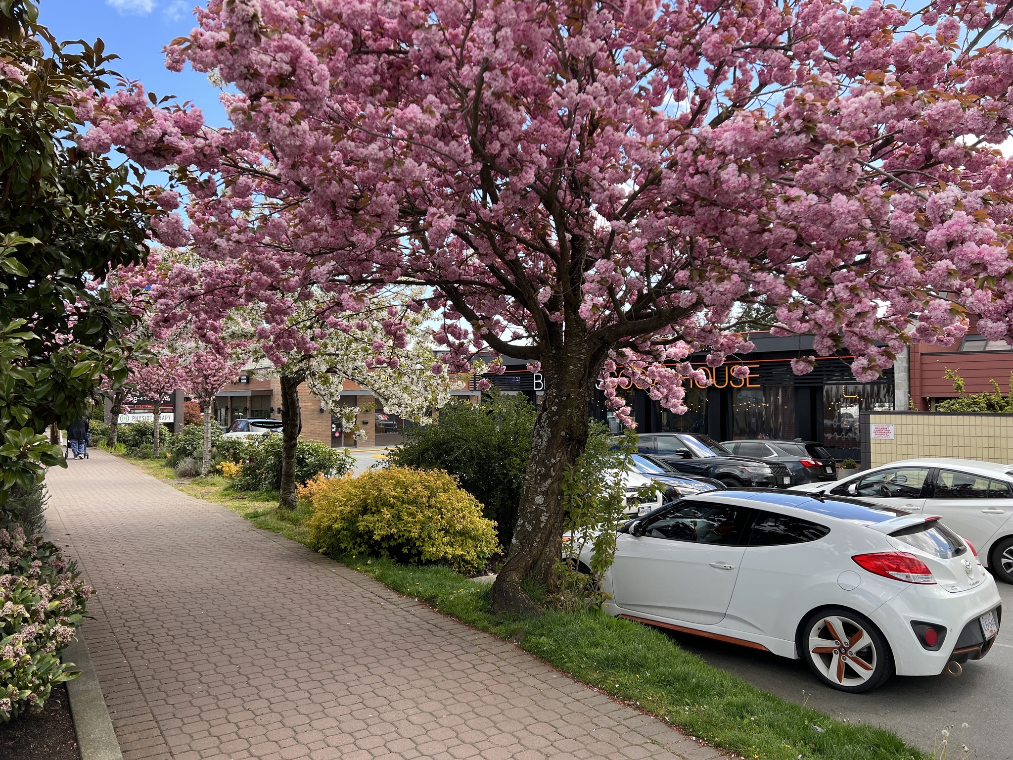 Canada - My, Town, Road, House, Car, Sidewalk, Tree, Bloom, Spring, beauty, Purity, A life, Canada, Longpost