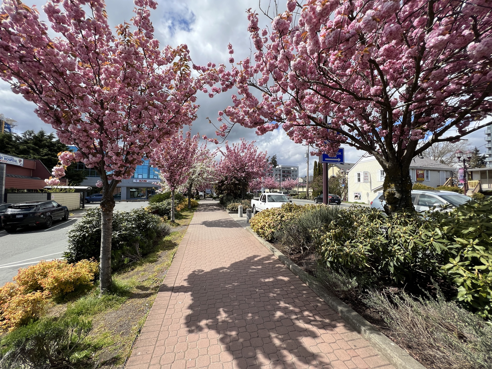 Canada - My, Town, Road, House, Car, Sidewalk, Tree, Bloom, Spring, beauty, Purity, A life, Canada, Longpost