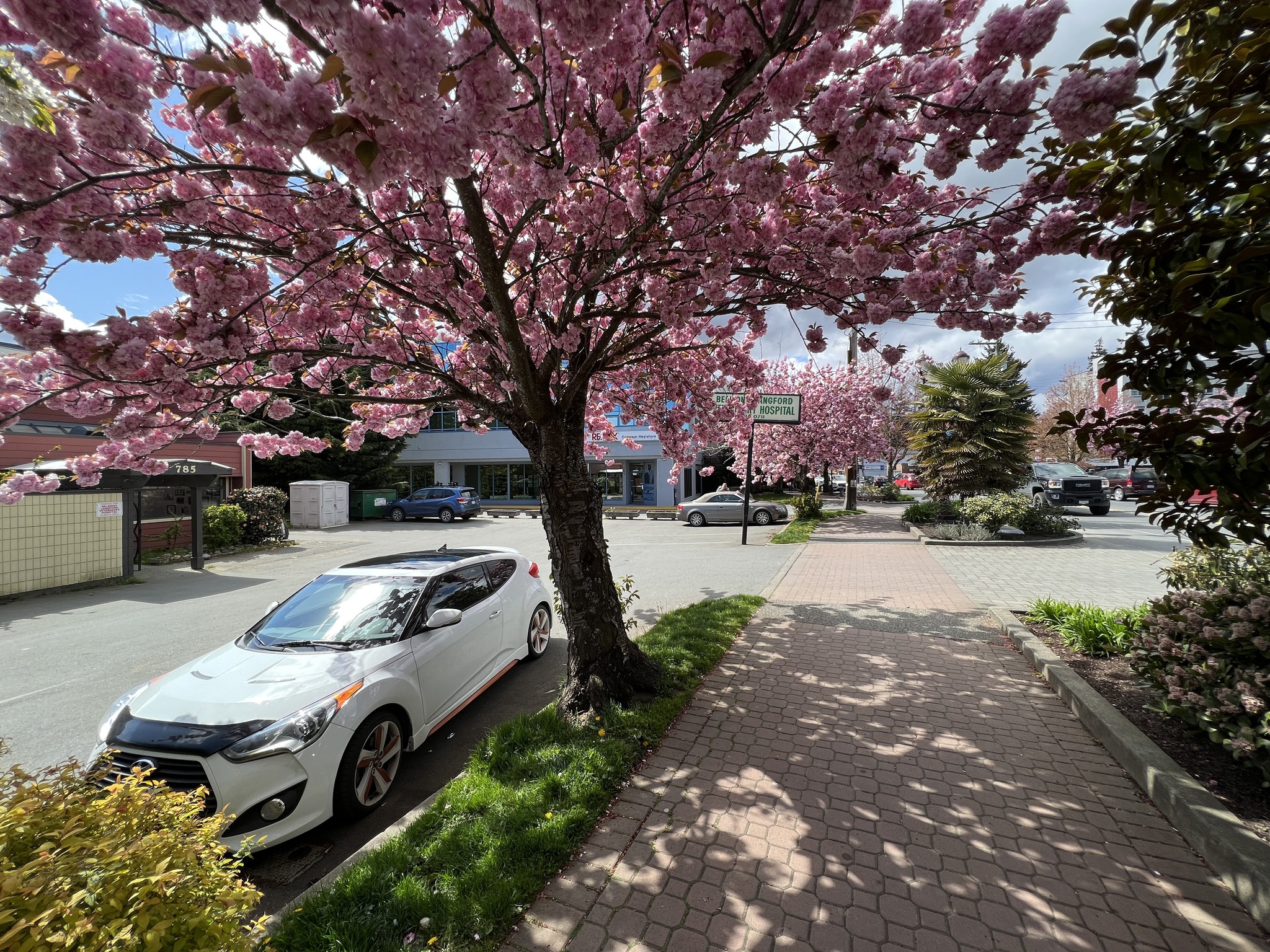 Canada - My, Town, Road, House, Car, Sidewalk, Tree, Bloom, Spring, beauty, Purity, A life, Canada, Longpost