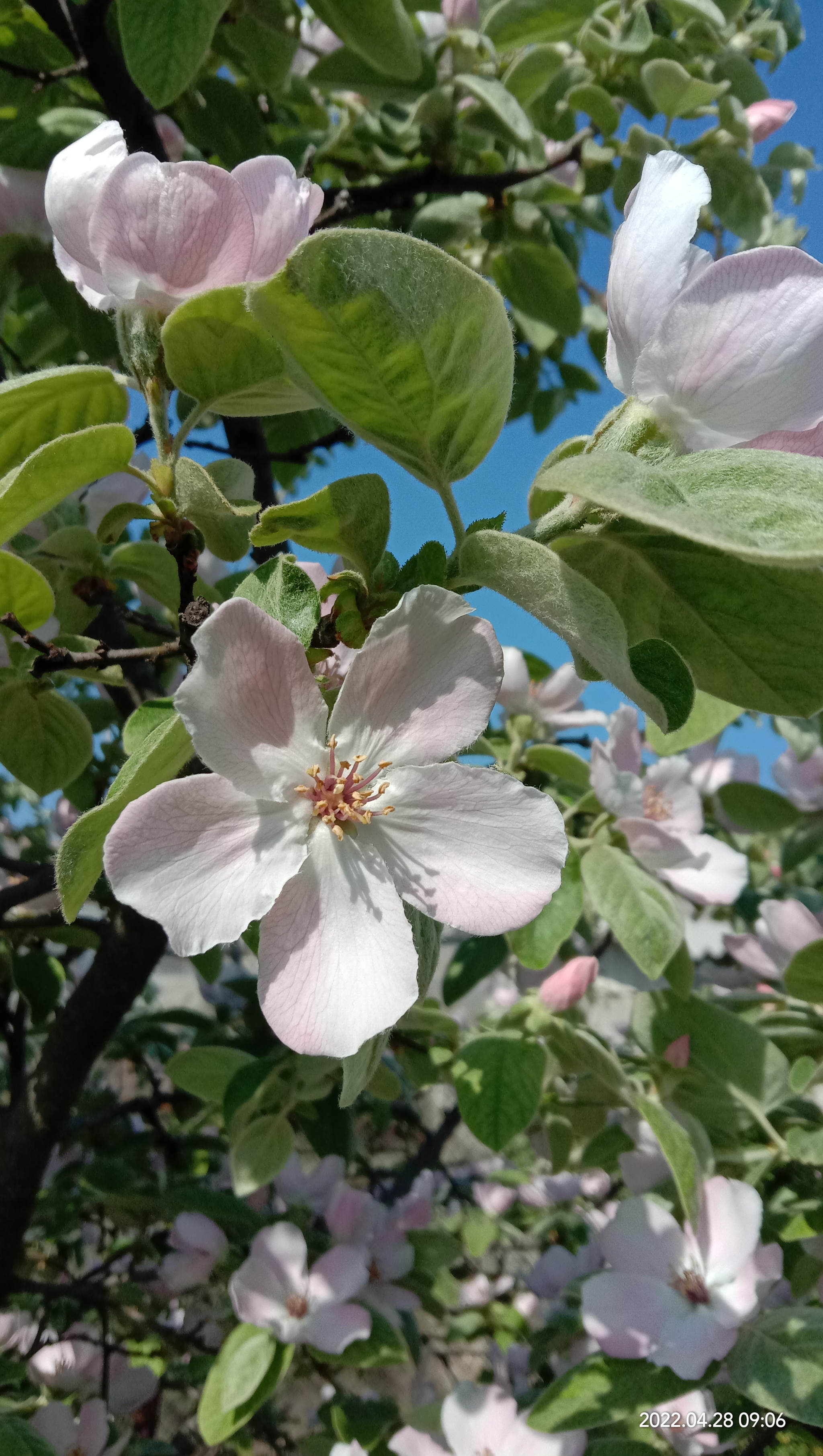 Quince bloomed - My, Quince, Фрукты, Longpost, Bloom