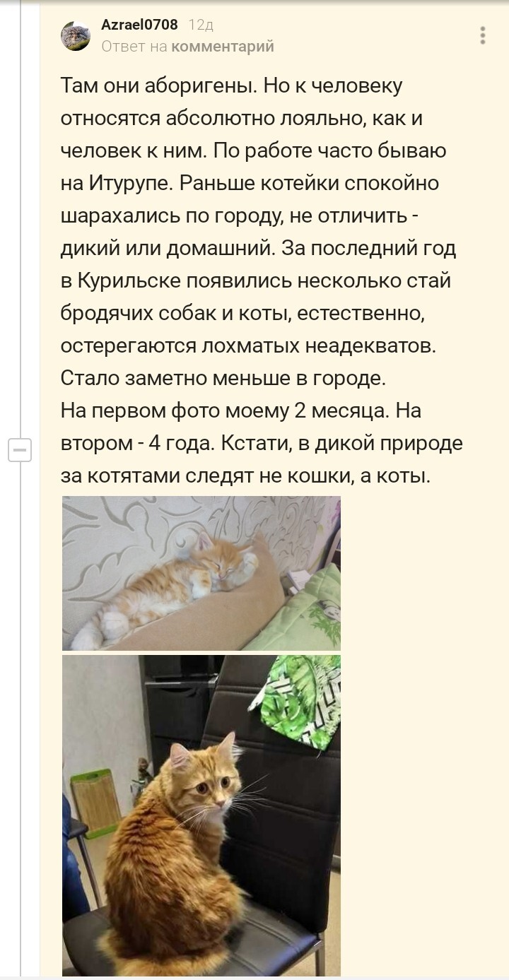 Just an interesting story about a cat, told in the comments - No rating, Kurilian Bobtail, cat, Screenshot, Comments on Peekaboo, Longpost