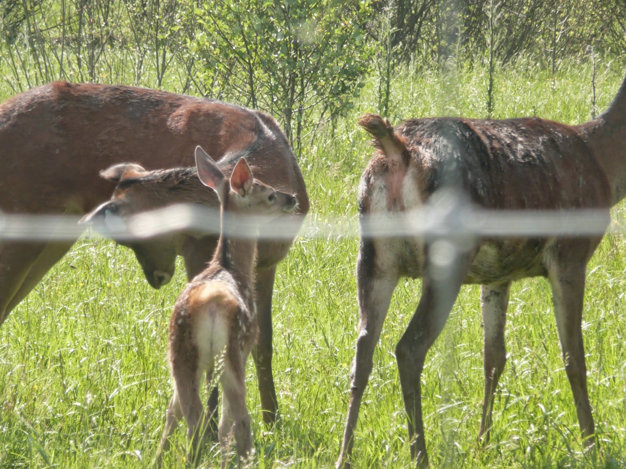 Split for deer - My, Deer, Reindeer husbandry, Video blog, Farm, Video, Youtube