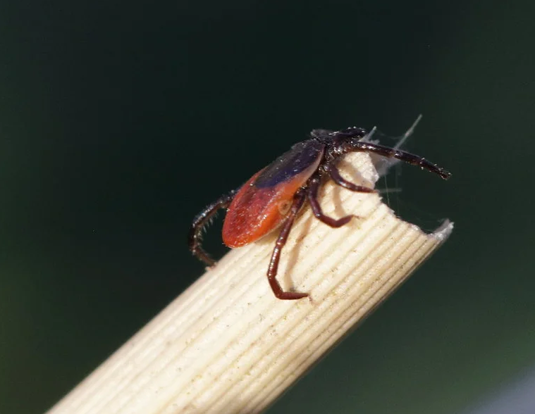 Pincers. How to avoid a bite and what to do if it occurs? - My, Mite, Vaccine, Encephalitis, Nature, Parasites, Arthropods, Animals, Disease, Virus, Tick-borne borreliosis, Longpost