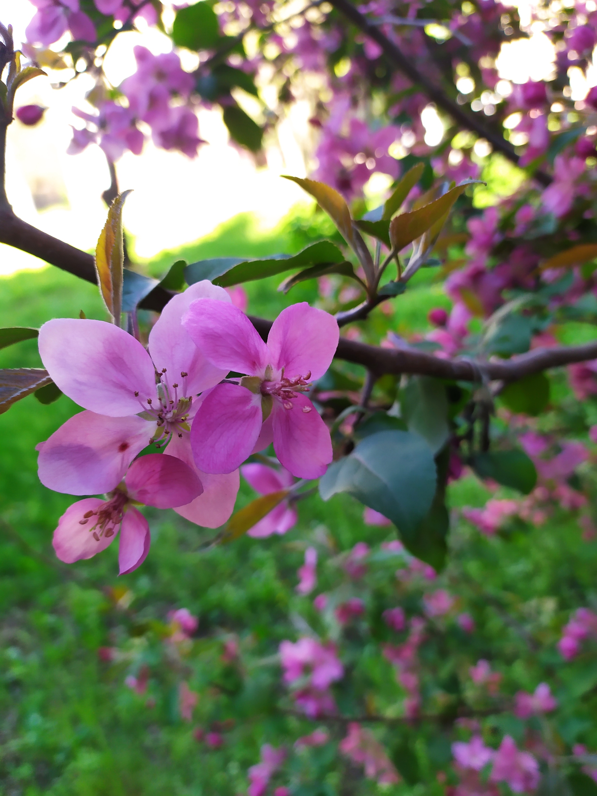 Spring, you are beautiful! - My, Spring, Bloom