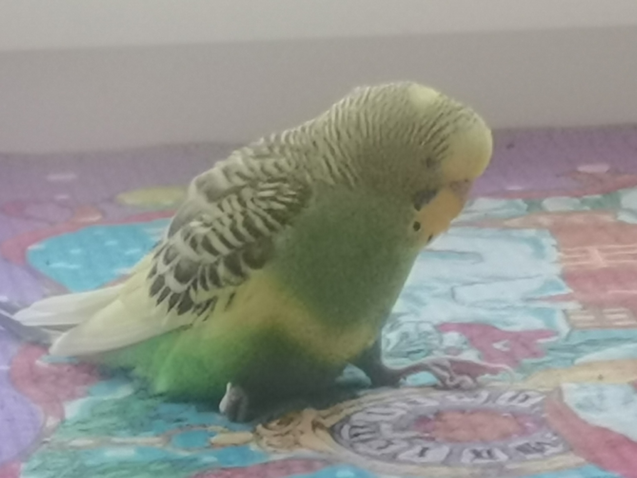 Help cure the parrot! The paws stopped working ( - My, Veterinary, Treatment, A parrot, Budgies, Disease, Longpost, No rating