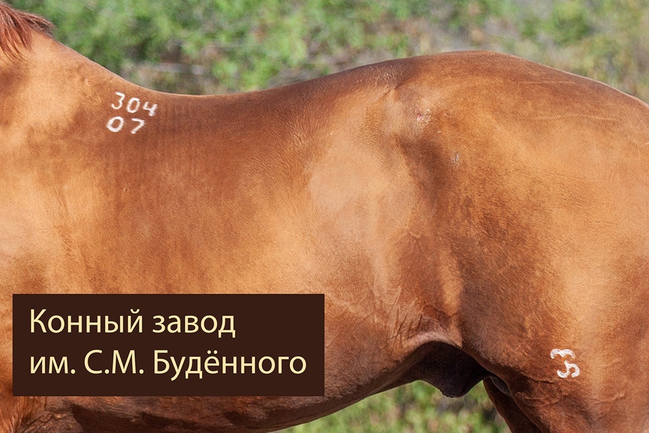 BRAND IN DON AND BUDYONNOV ROCKS - Longpost, Horse breeds, Horses, Stigma, Сельское хозяйство