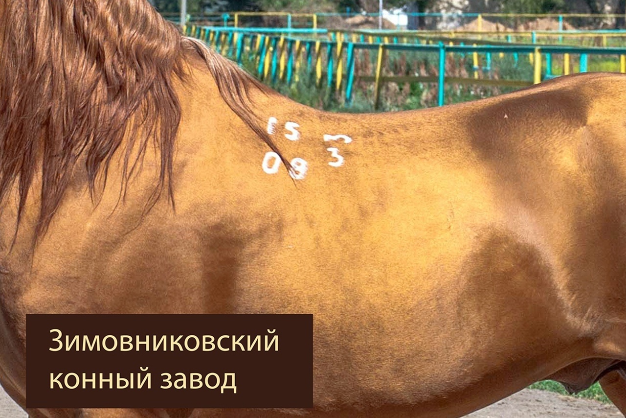 BRAND IN DON AND BUDYONNOV ROCKS - Longpost, Horse breeds, Horses, Stigma, Сельское хозяйство