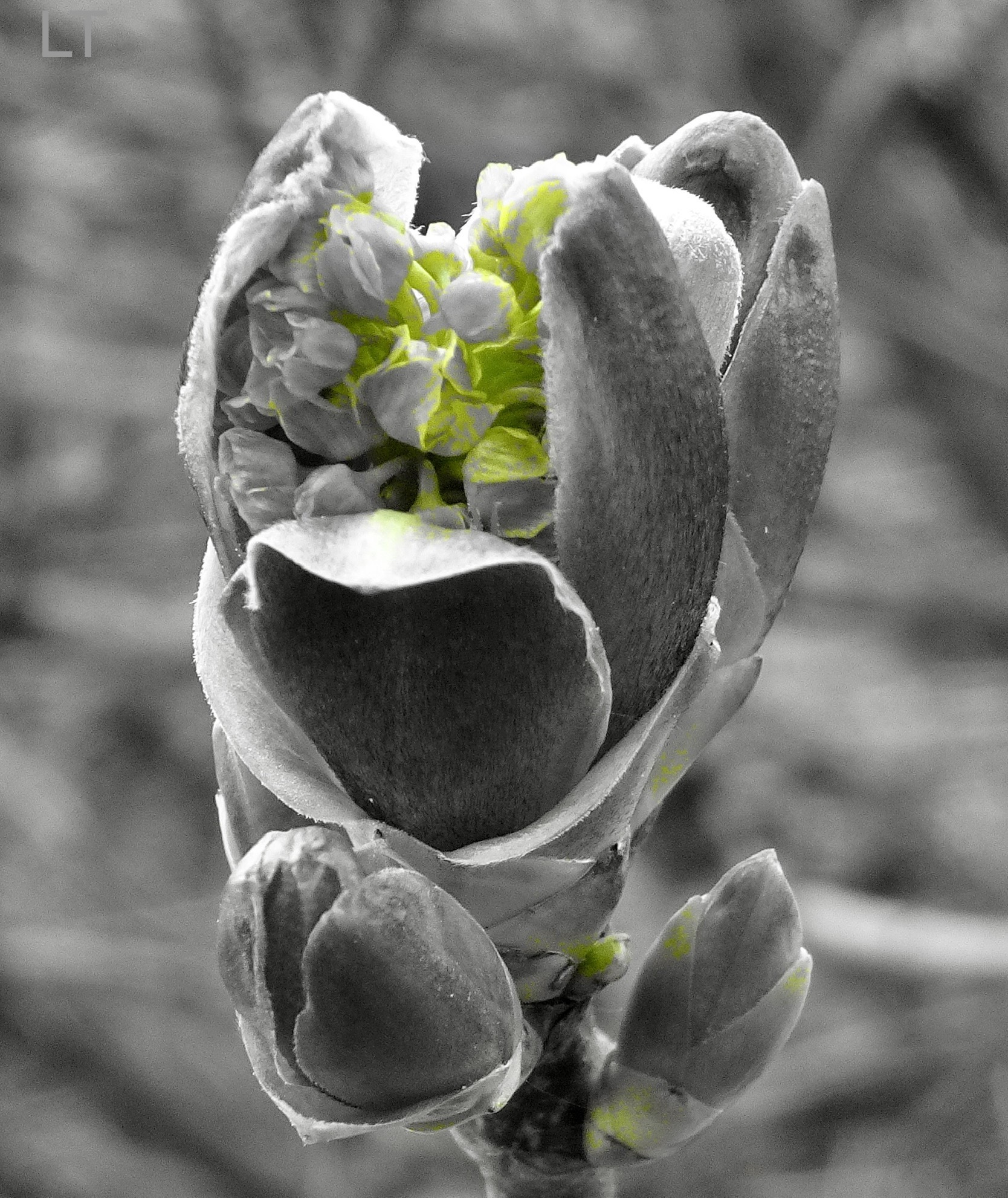 Tortured SONY in creative mode - The photo, Sony, Macro photography, Maple, Kidney, Buds bloomed, Longpost