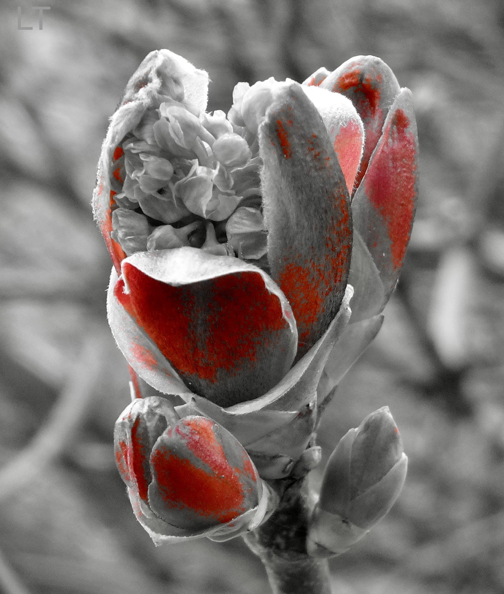 Tortured SONY in creative mode - The photo, Sony, Macro photography, Maple, Kidney, Buds bloomed, Longpost