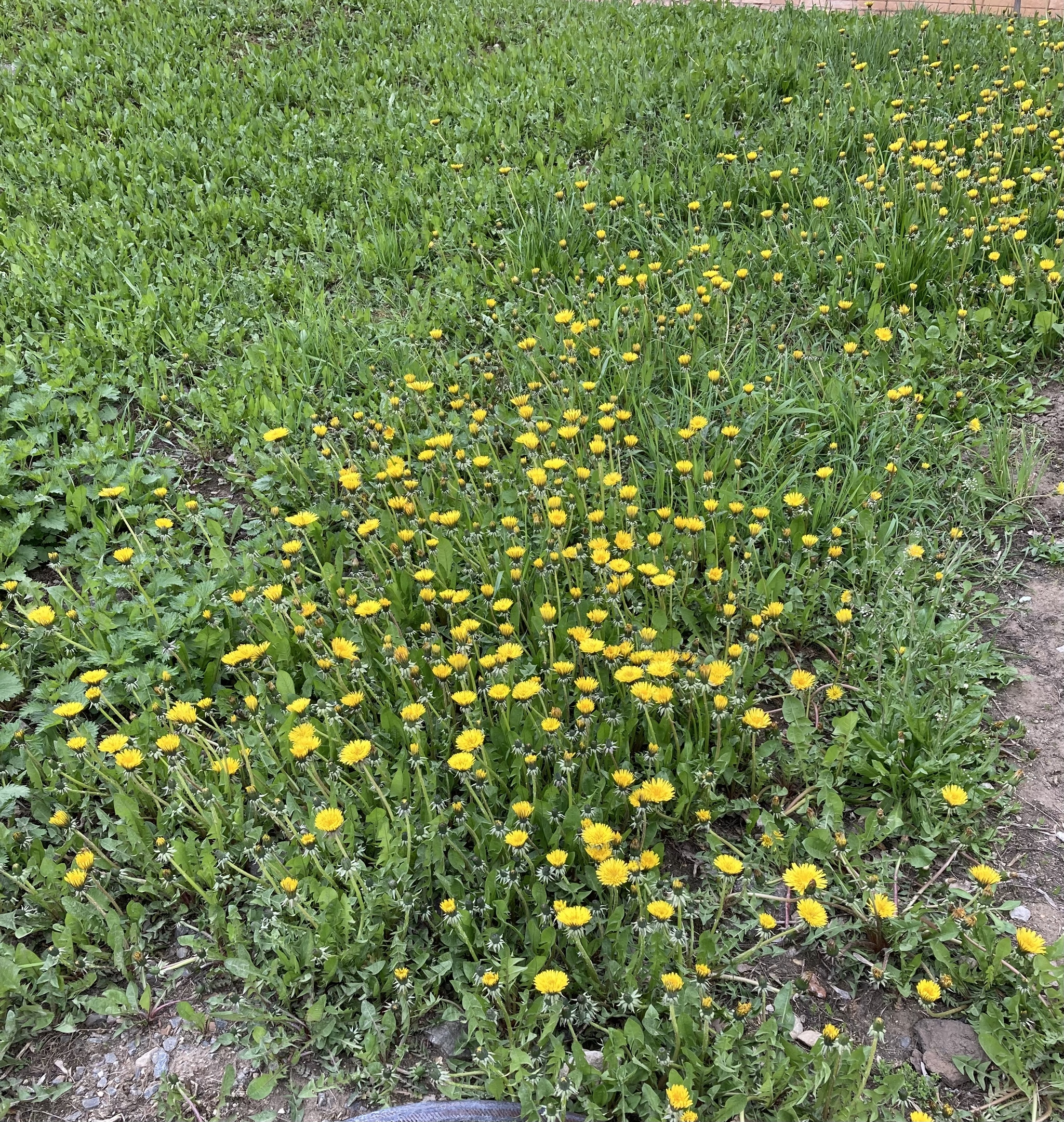 The first dandelions - My, Nature, Flowers, Dandelion, Yellow, Spring, Moscow, April, The photo