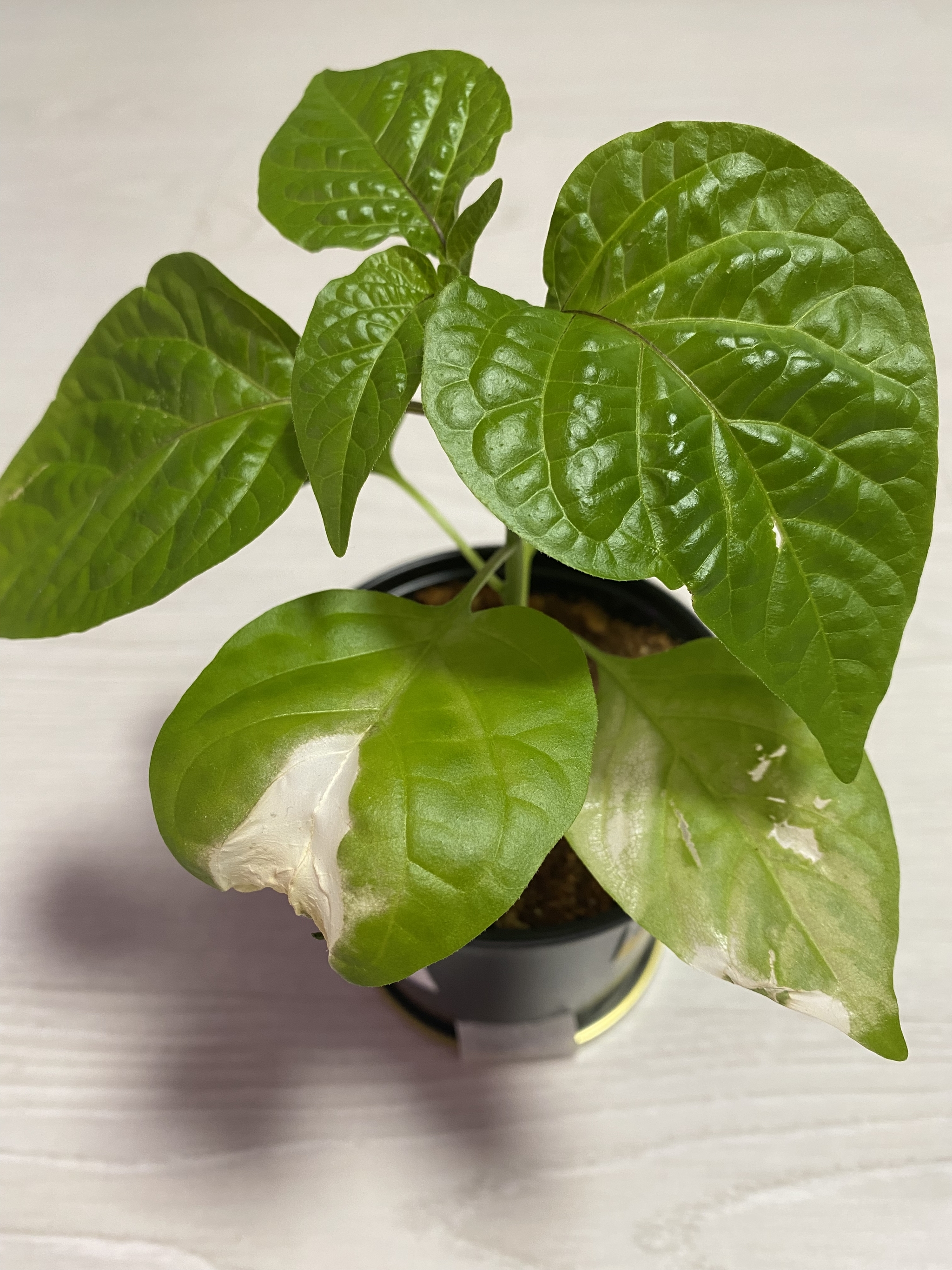 PEPPER SUNBURN? - Hot peppers, Carolina Reaper, Pepper, Longpost