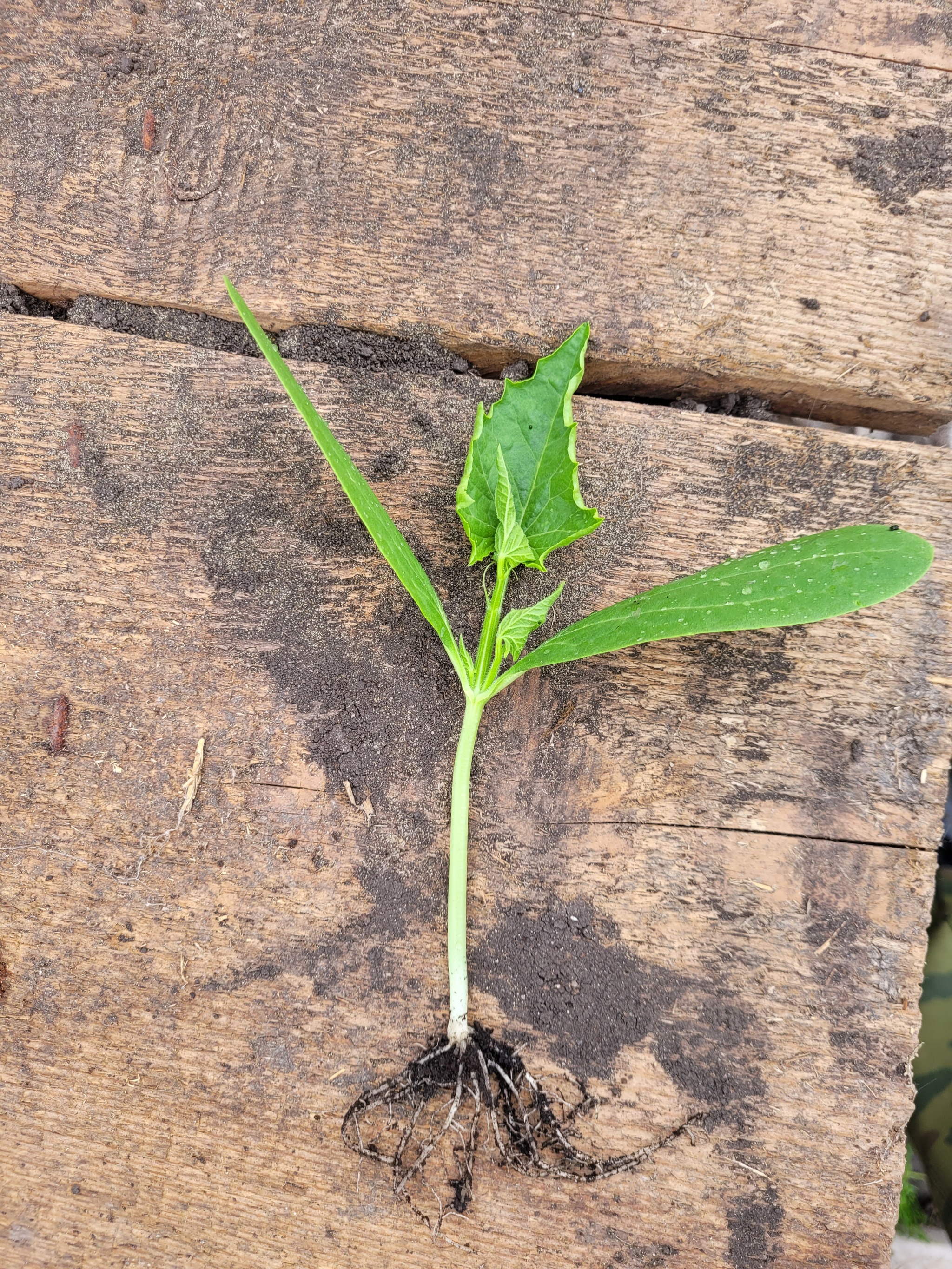 What is this plant? - My, Botany, The strength of the Peekaboo, What's this?, Longpost