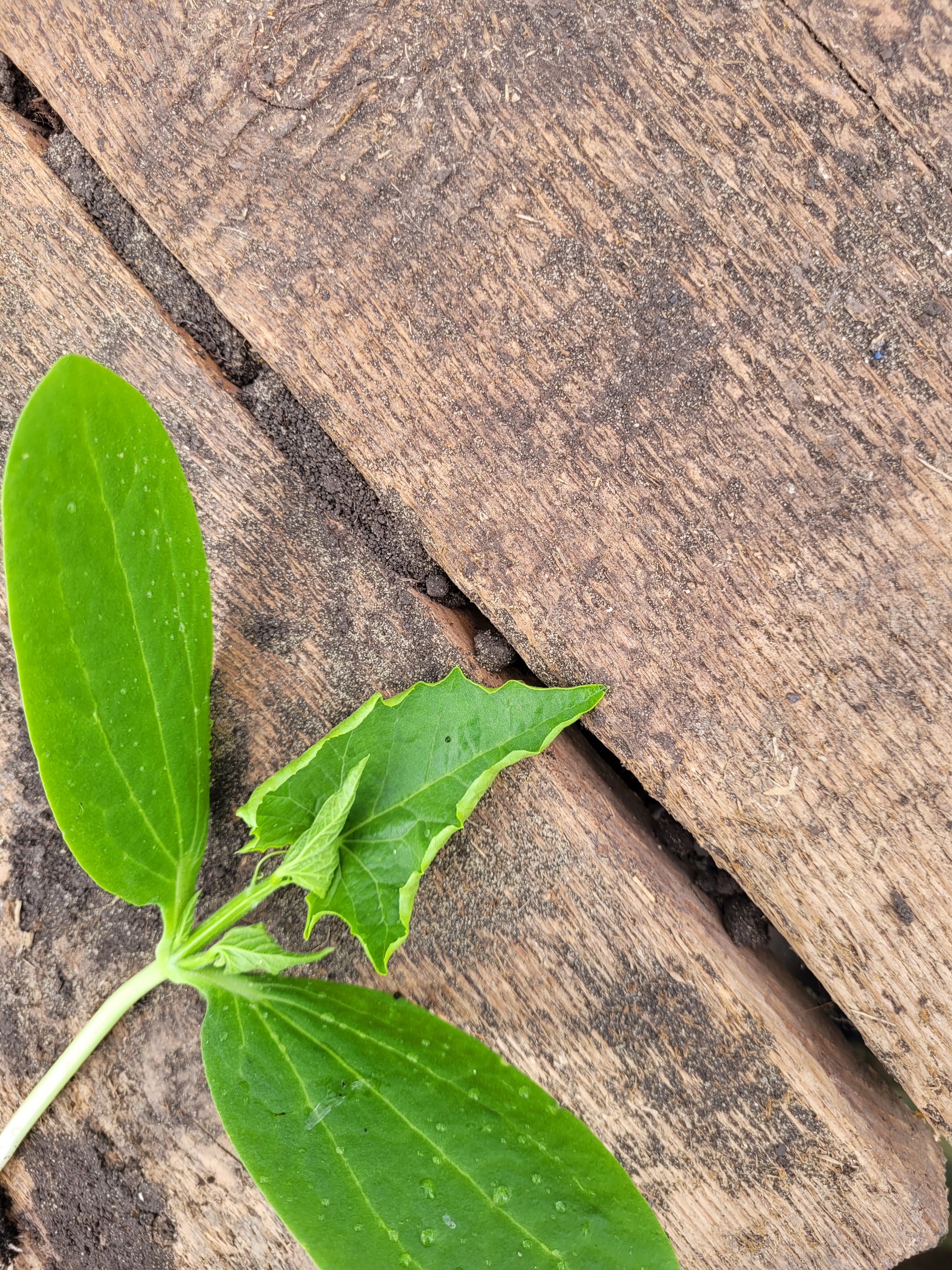 What is this plant? - My, Botany, The strength of the Peekaboo, What's this?, Longpost