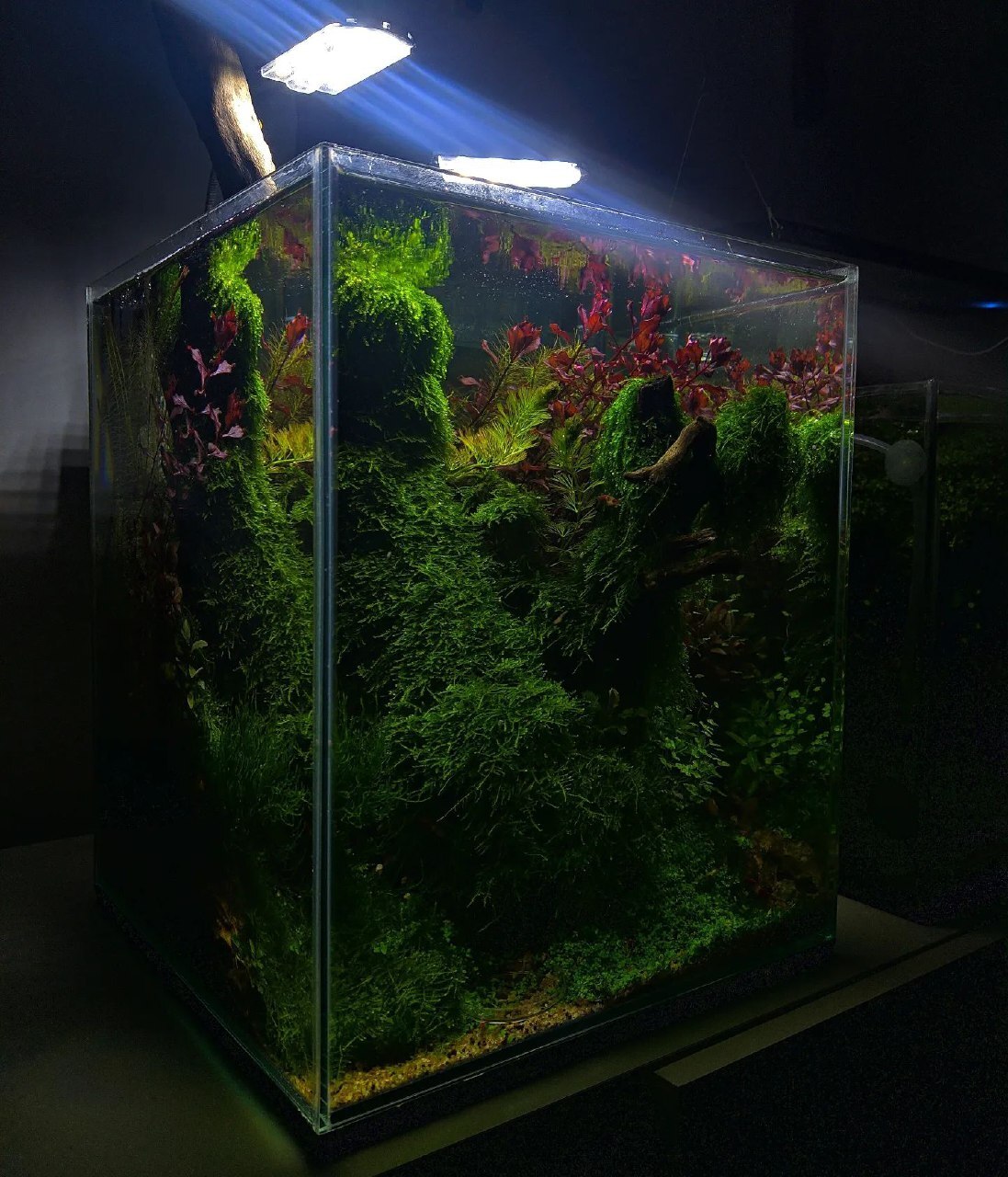 Msharnikove - Aquarium, Aquarium, Aquarium plants