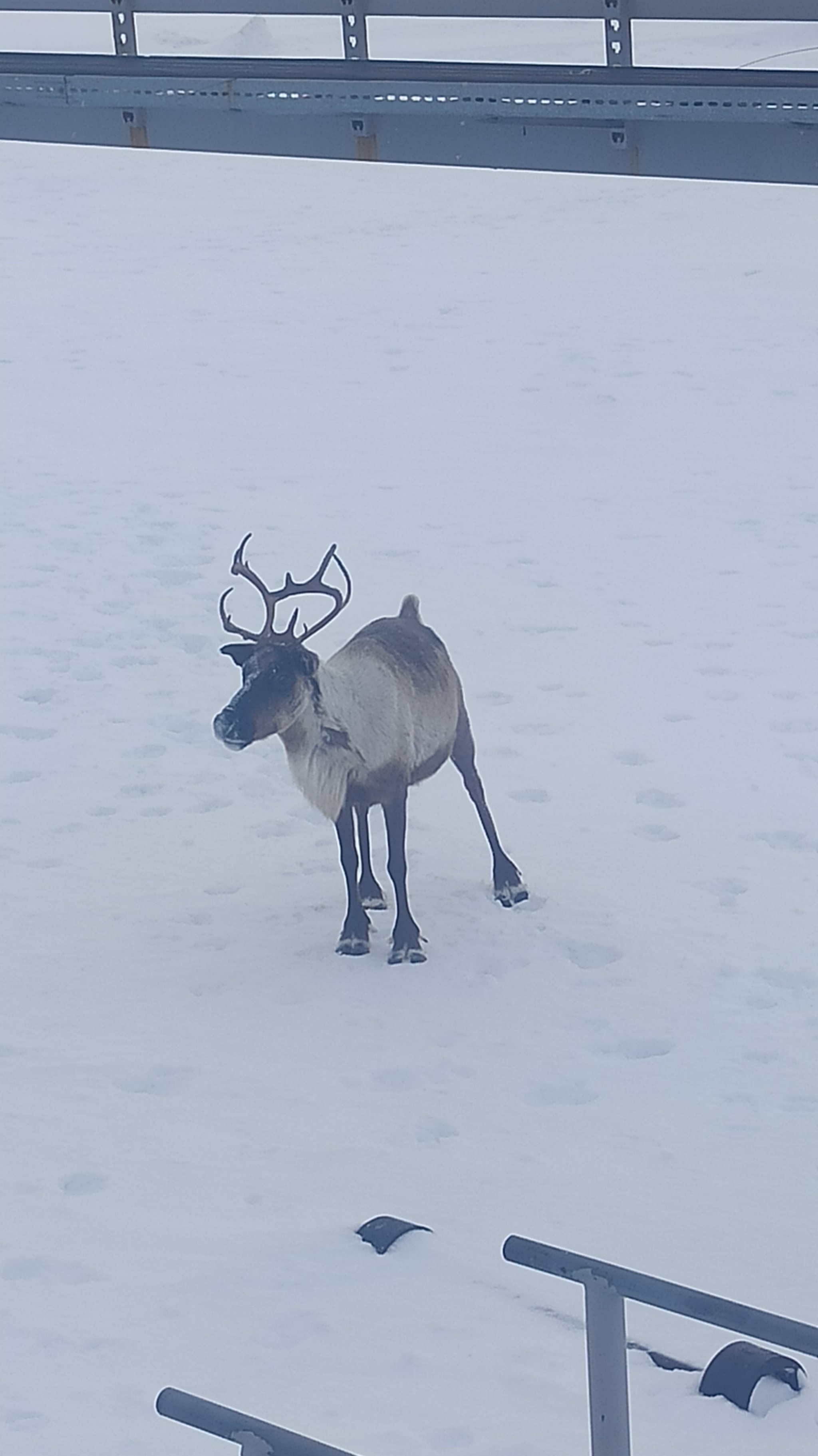 Continuation of the post The deer have come - My, Winter, Deer, The photo, North, Messoyaha, Watch, Reply to post, Longpost