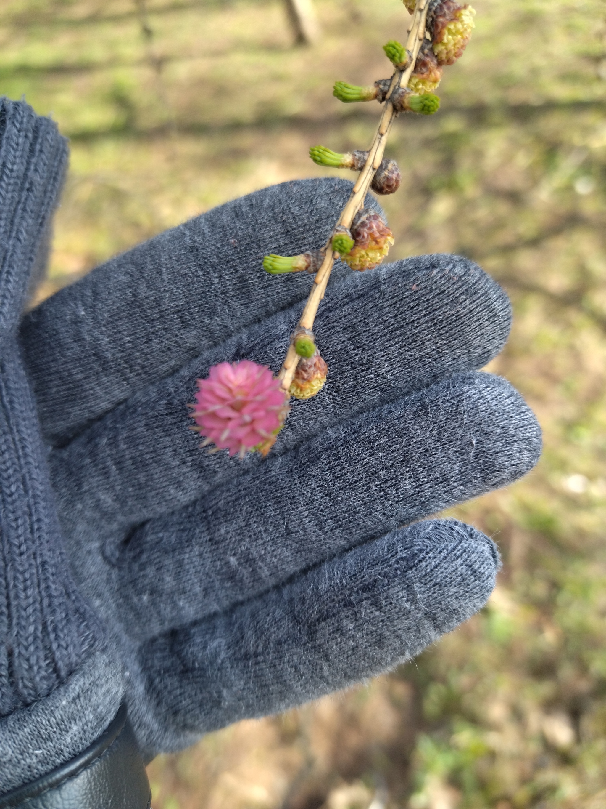 Larch - My, Larch, Bloom, Spring