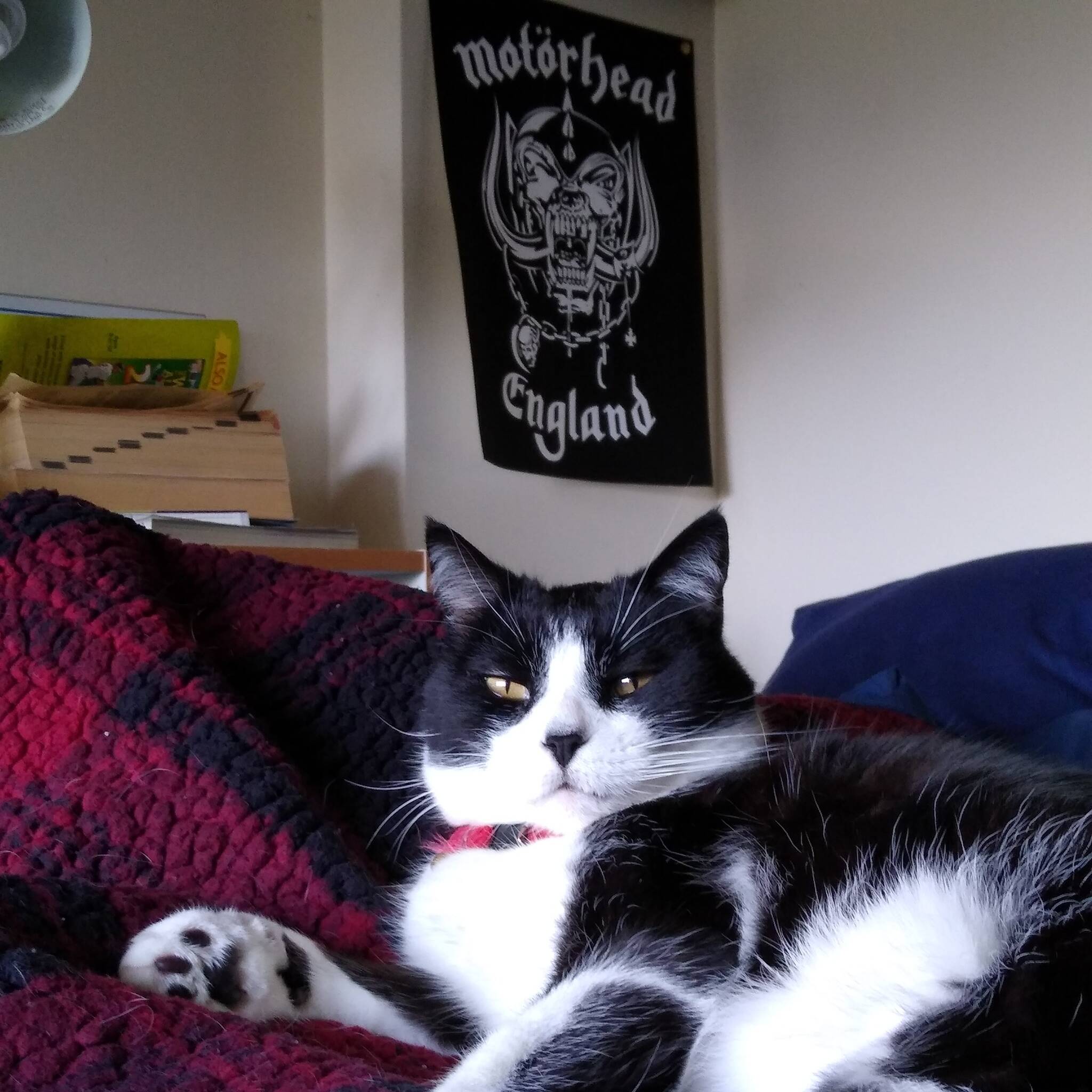 Meowtorhead - Motorhead, Lemmy Kilmister, cat, Rock'n'roll