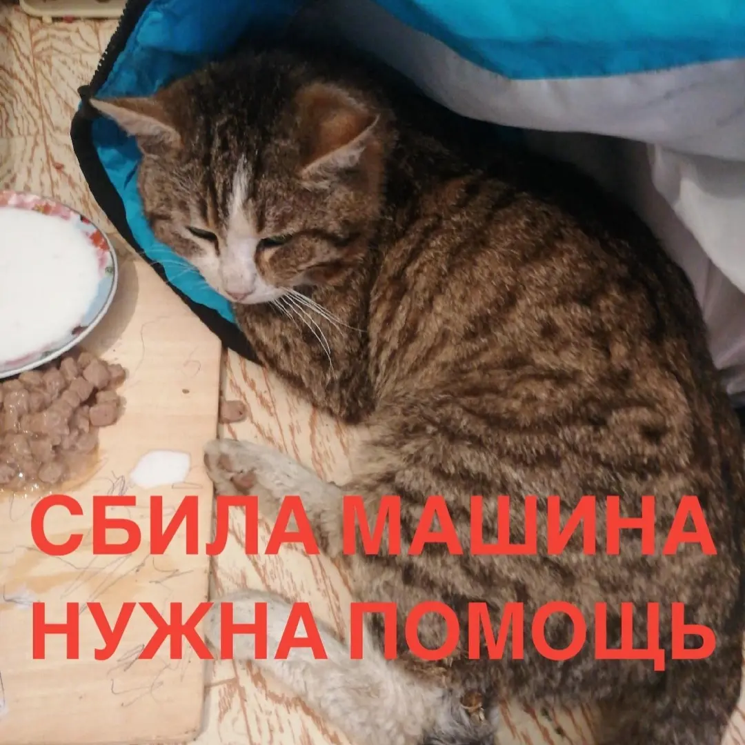 Downed cat Filya - My, Helping animals, cat, Found a cat, Istra, Istra district, Longpost