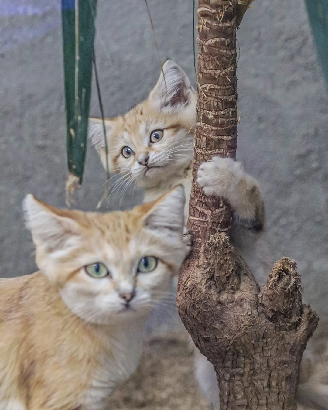 Perfectly hidden! - Sand cat, Cat family, Wild animals, Predatory animals, Small cats, Japan, Zoo, Yokohama, Kittens, Positive, Longpost