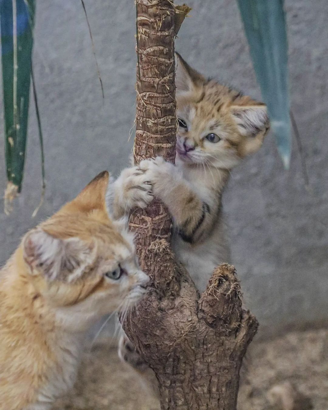 Perfectly hidden! - Sand cat, Cat family, Wild animals, Predatory animals, Small cats, Japan, Zoo, Yokohama, Kittens, Positive, Longpost