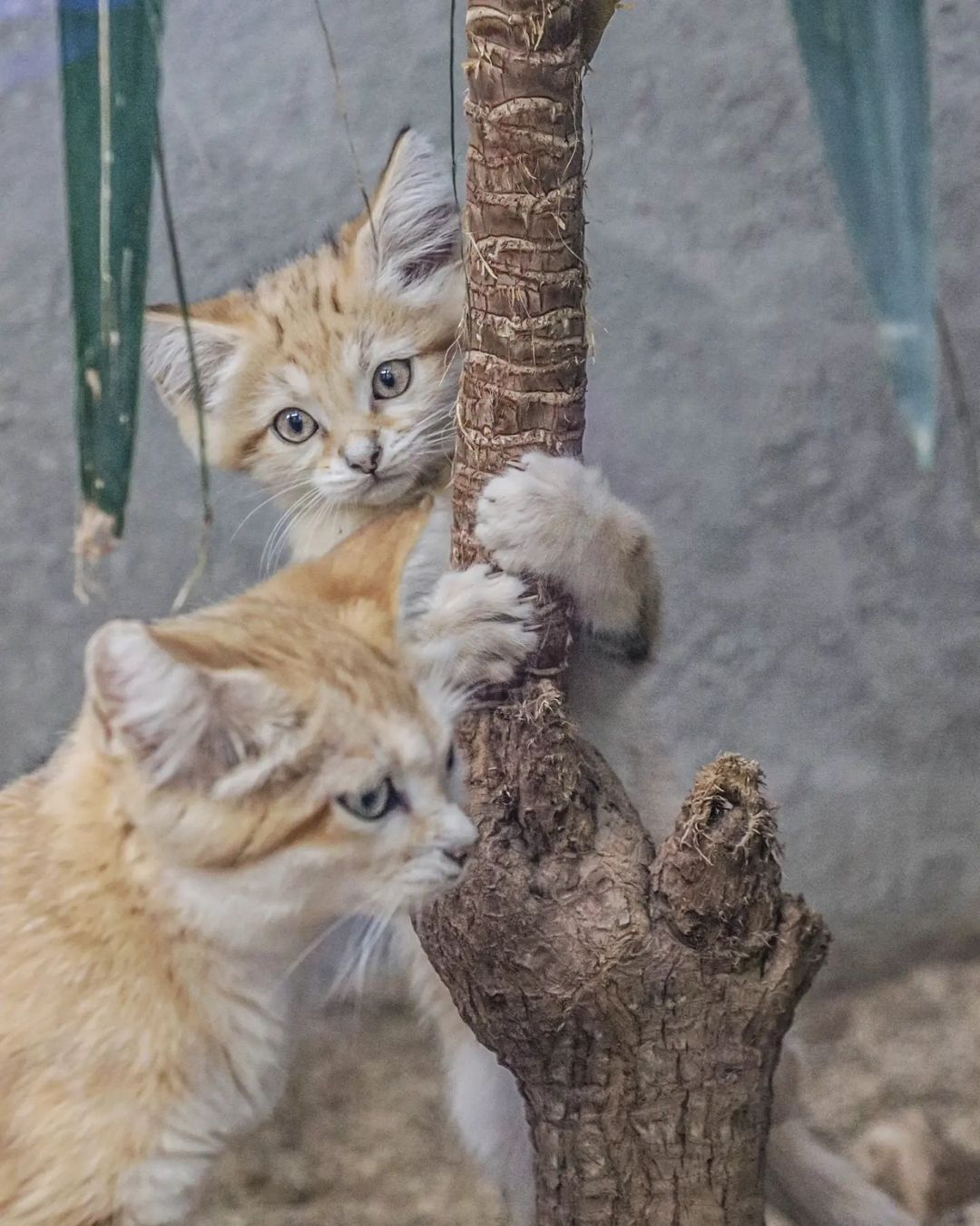 Perfectly hidden! - Sand cat, Cat family, Wild animals, Predatory animals, Small cats, Japan, Zoo, Yokohama, Kittens, Positive, Longpost