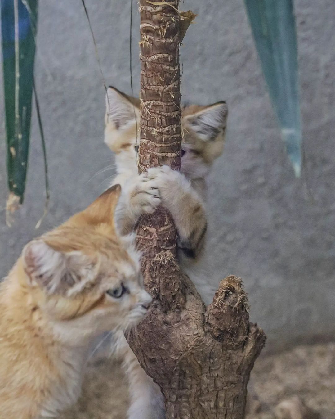 Perfectly hidden! - Sand cat, Cat family, Wild animals, Predatory animals, Small cats, Japan, Zoo, Yokohama, Kittens, Positive, Longpost