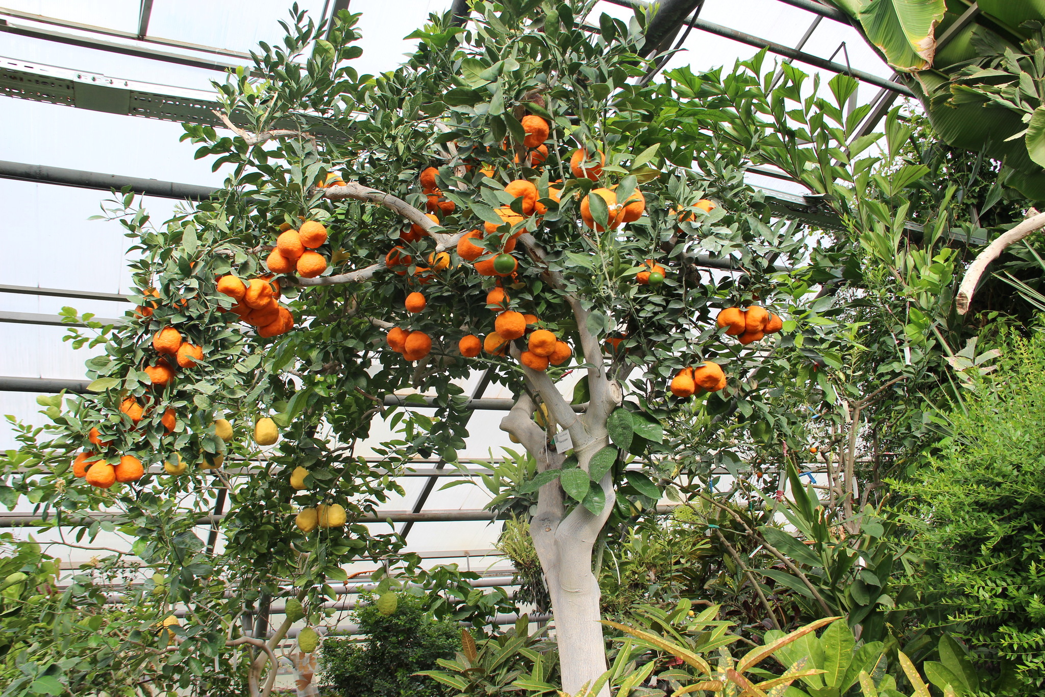 Central Siberian Botanical Garden SB RAS. Walk through the greenhouse among tropical plants - My, Botanical Garden, With RAS, Akademgorodok, Tropics, Greenhouse, Cactus, Longpost, Plants, Citrus, Garden, Macro photography, Flowers, The photo, Tree