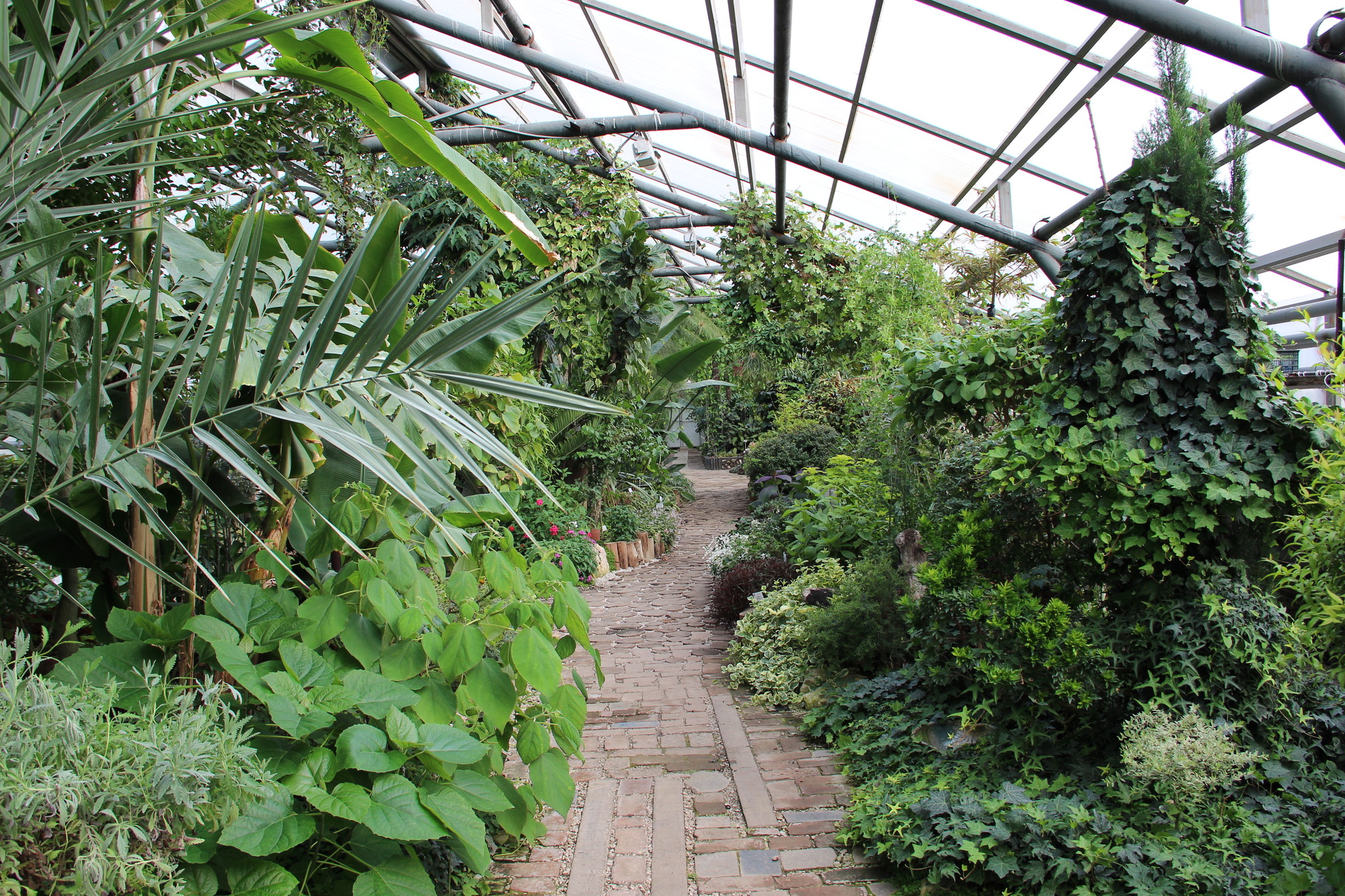 Central Siberian Botanical Garden SB RAS. Walk through the greenhouse among tropical plants - My, Botanical Garden, With RAS, Akademgorodok, Tropics, Greenhouse, Cactus, Longpost, Plants, Citrus, Garden, Macro photography, Flowers, The photo, Tree