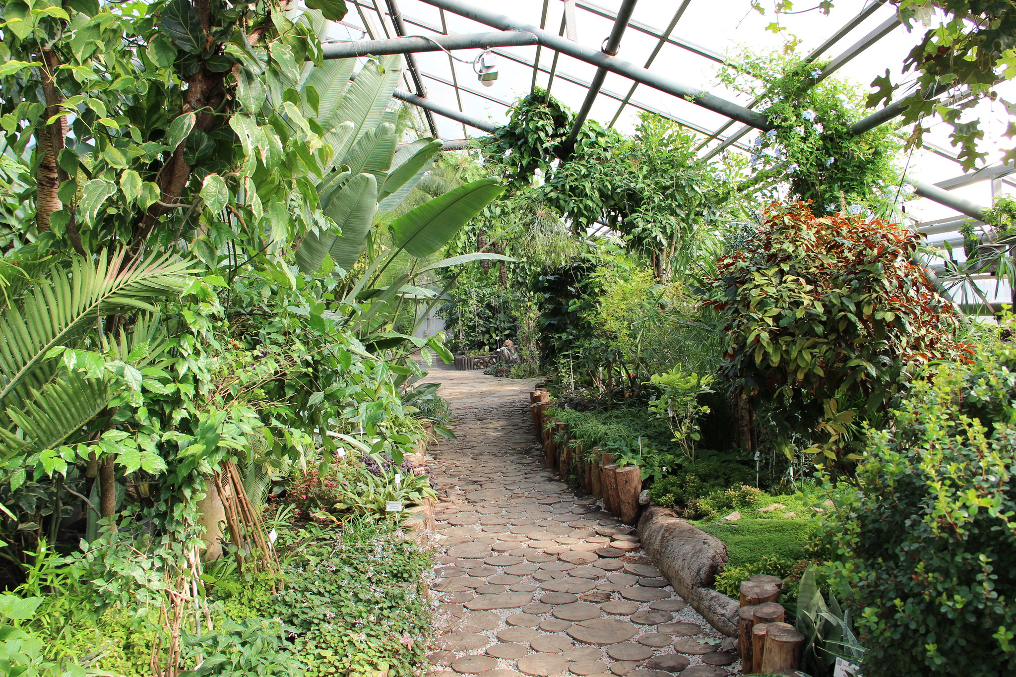 Central Siberian Botanical Garden SB RAS. Walk through the greenhouse among tropical plants - My, Botanical Garden, With RAS, Akademgorodok, Tropics, Greenhouse, Cactus, Longpost, Plants, Citrus, Garden, Macro photography, Flowers, The photo, Tree