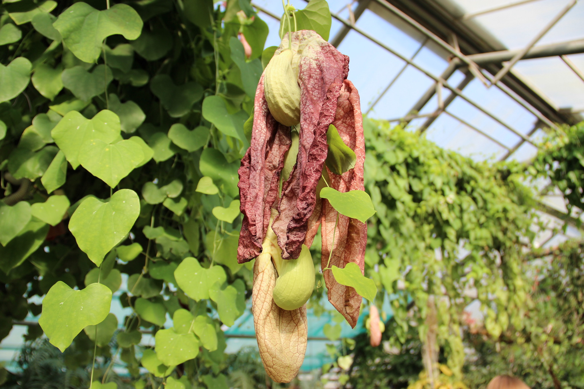 Central Siberian Botanical Garden SB RAS. Walk through the greenhouse among tropical plants - My, Botanical Garden, With RAS, Akademgorodok, Tropics, Greenhouse, Cactus, Longpost, Plants, Citrus, Garden, Macro photography, Flowers, The photo, Tree