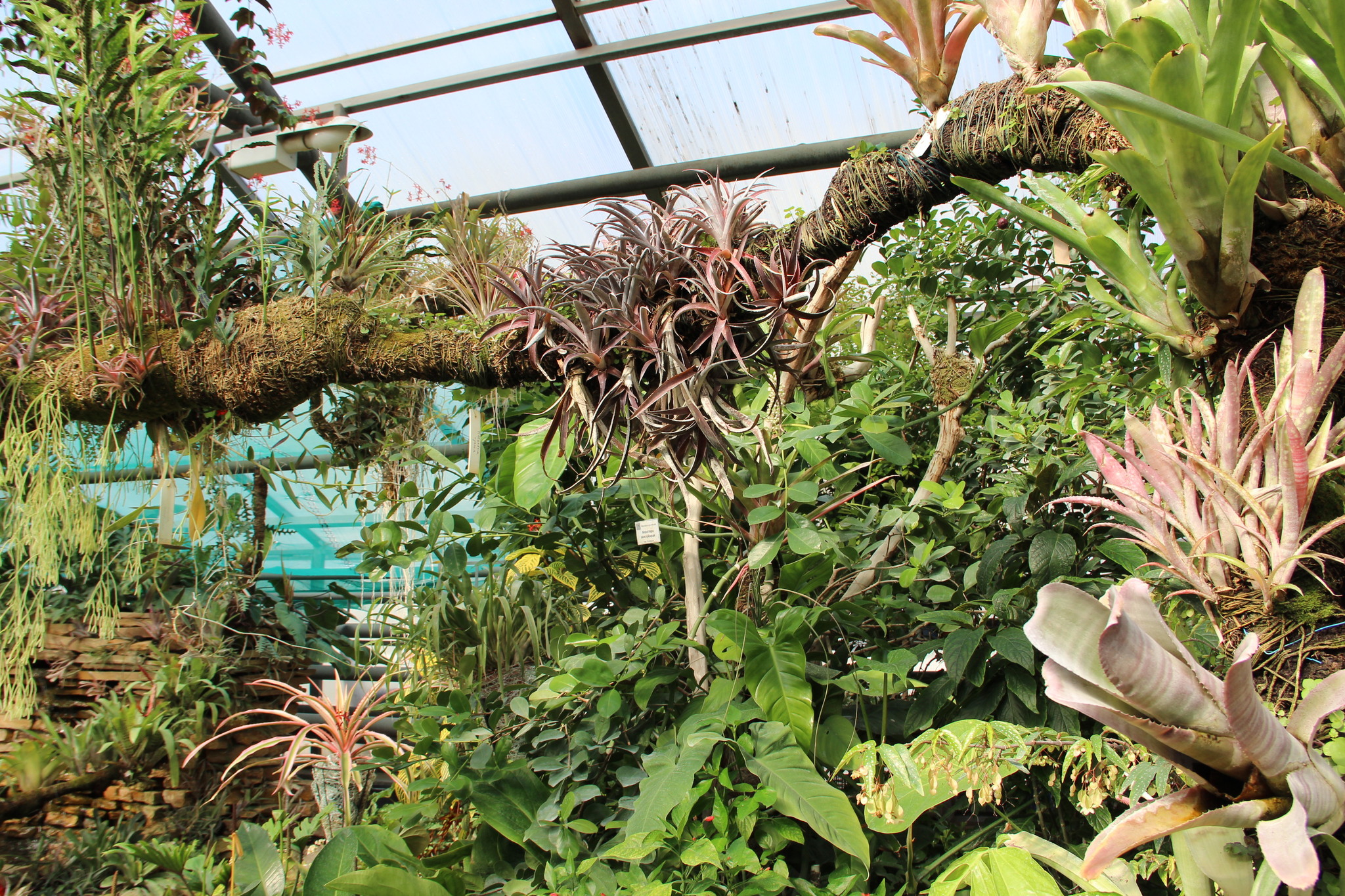 Central Siberian Botanical Garden SB RAS. Walk through the greenhouse among tropical plants - My, Botanical Garden, With RAS, Akademgorodok, Tropics, Greenhouse, Cactus, Longpost, Plants, Citrus, Garden, Macro photography, Flowers, The photo, Tree