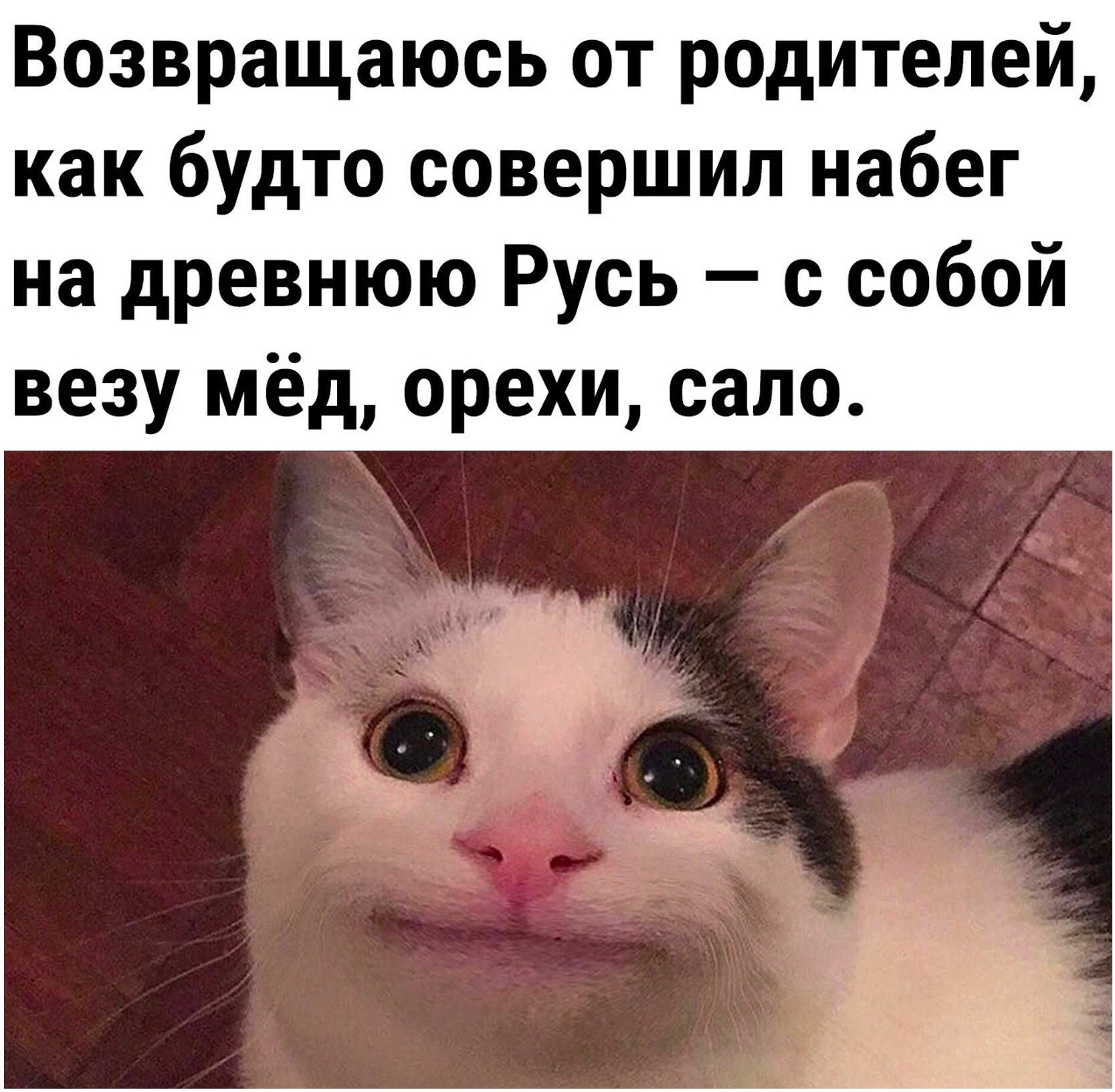 А от похвал бабушкиных, то вообще Ханом чувствую себя - Картинка с текстом, Юмор, Кот, Родители, Еда, Набеги, Повтор