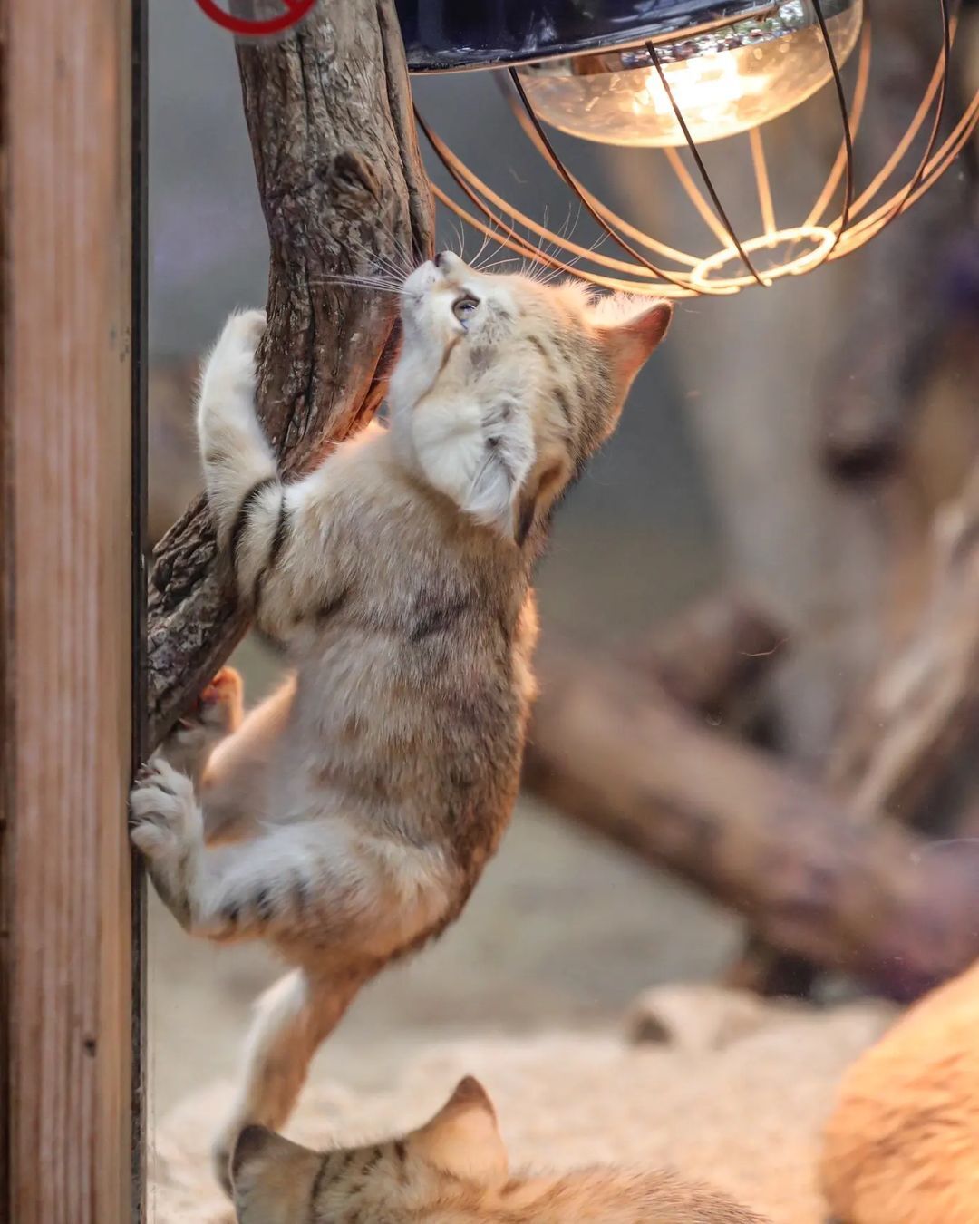 Anyway, I will defeat this mosquito! - Sand cat, Cat family, Wild animals, Predatory animals, Small cats, Japan, Zoo, Yokohama, Kittens, Positive, Milota, Longpost