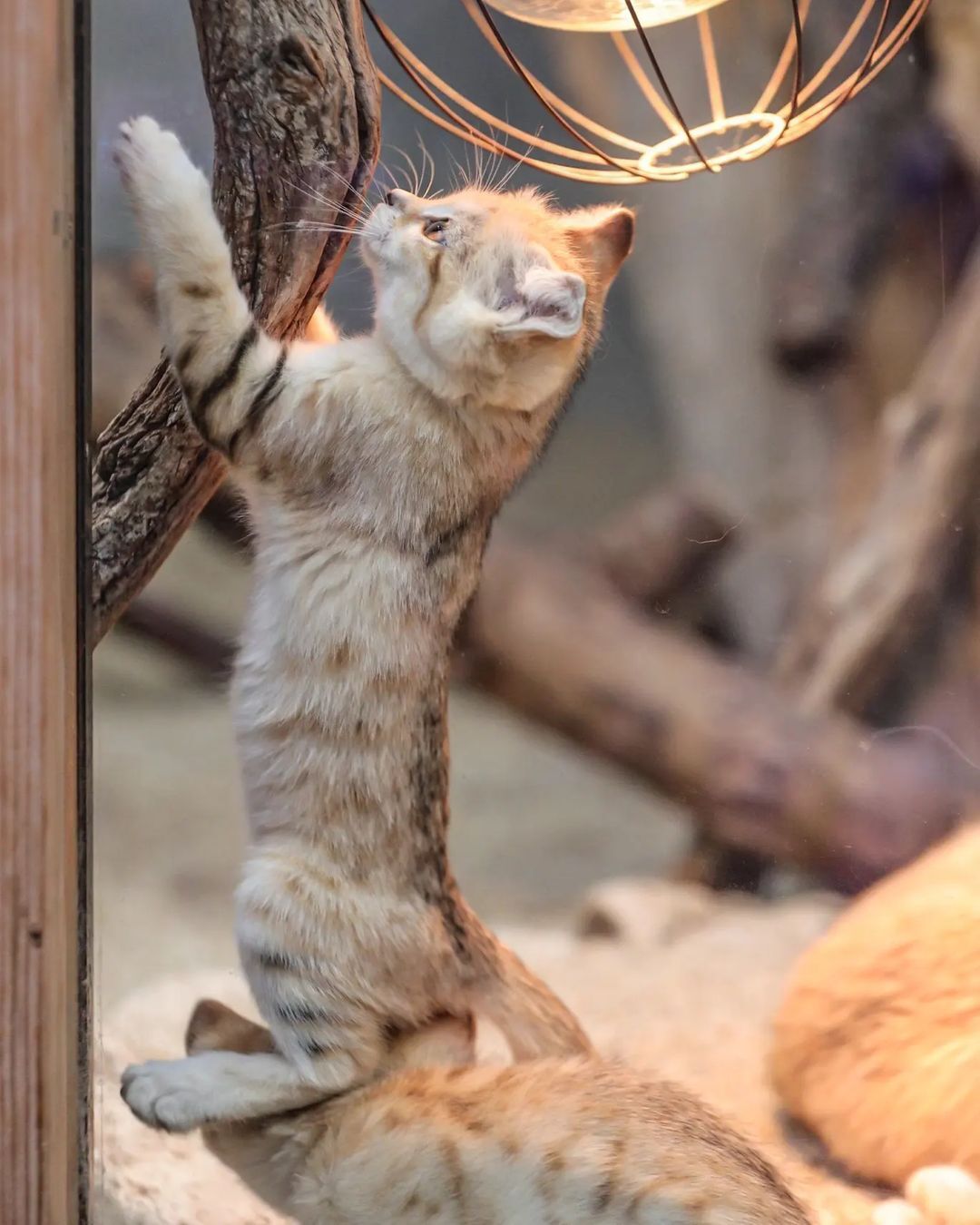 Anyway, I will defeat this mosquito! - Sand cat, Cat family, Wild animals, Predatory animals, Small cats, Japan, Zoo, Yokohama, Kittens, Positive, Milota, Longpost