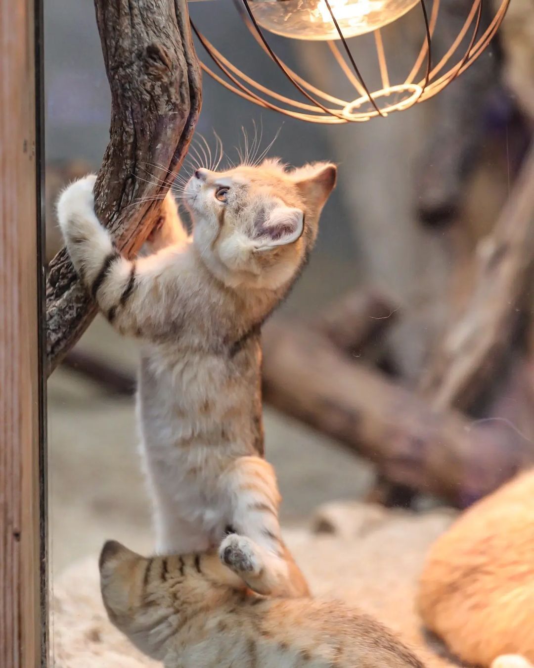 Anyway, I will defeat this mosquito! - Sand cat, Cat family, Wild animals, Predatory animals, Small cats, Japan, Zoo, Yokohama, Kittens, Positive, Milota, Longpost