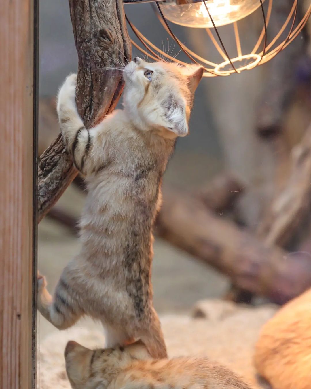 Anyway, I will defeat this mosquito! - Sand cat, Cat family, Wild animals, Predatory animals, Small cats, Japan, Zoo, Yokohama, Kittens, Positive, Milota, Longpost