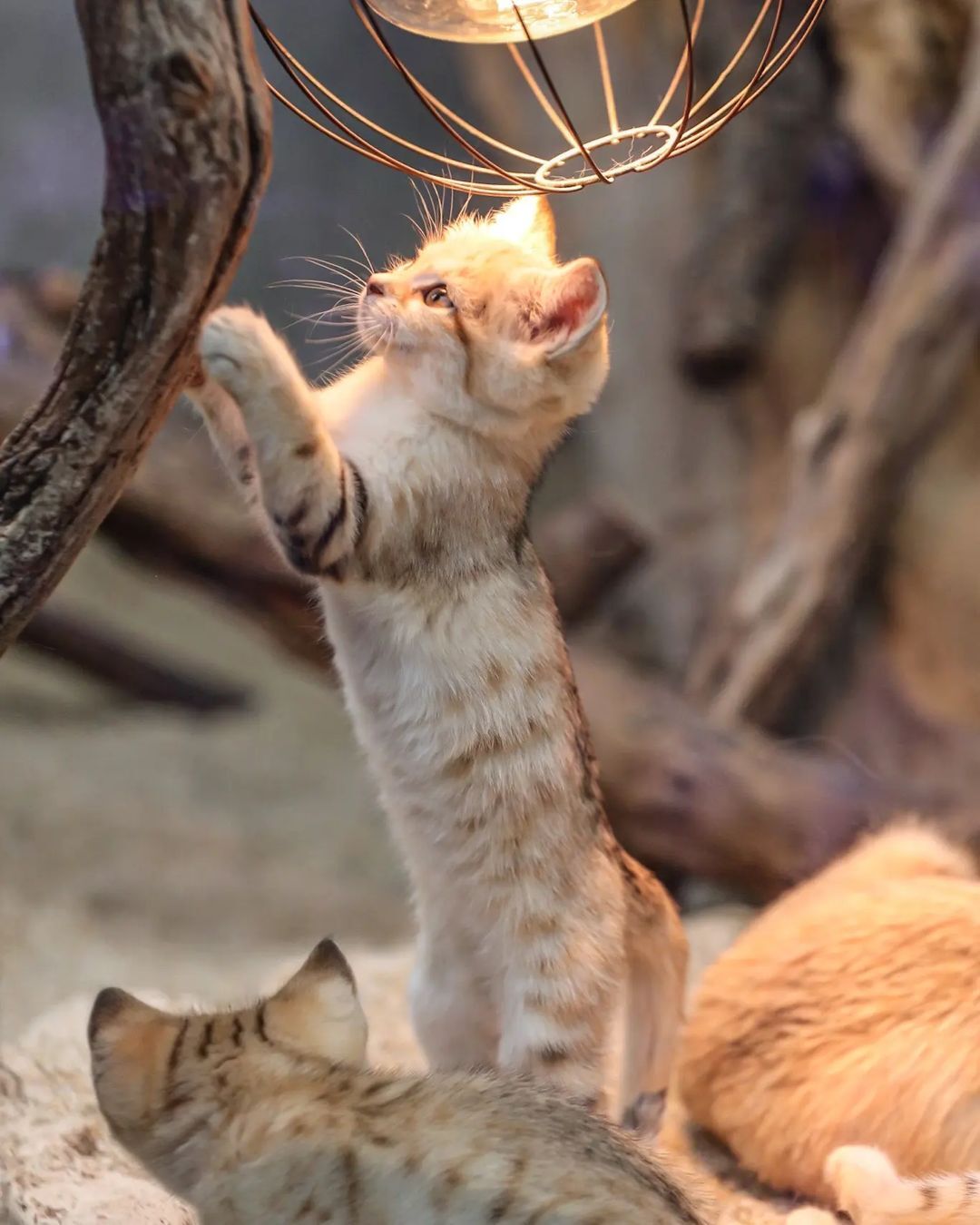 Anyway, I will defeat this mosquito! - Sand cat, Cat family, Wild animals, Predatory animals, Small cats, Japan, Zoo, Yokohama, Kittens, Positive, Milota, Longpost