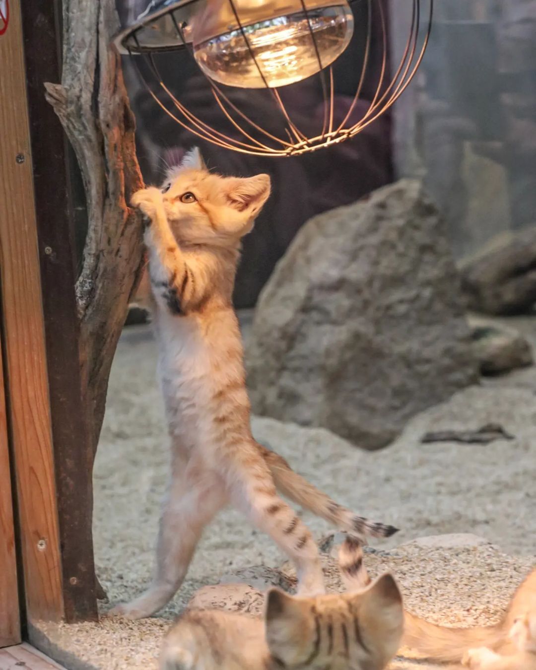 Anyway, I will defeat this mosquito! - Sand cat, Cat family, Wild animals, Predatory animals, Small cats, Japan, Zoo, Yokohama, Kittens, Positive, Milota, Longpost